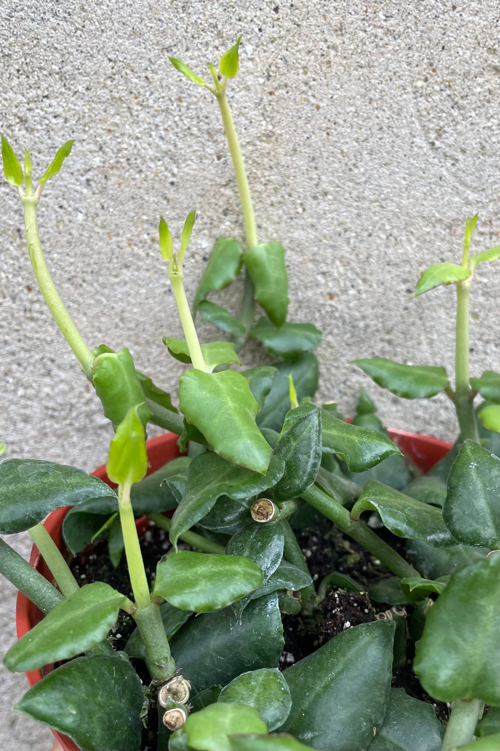 Detail picture of the thick green leaves of the Ceropegia sandersonii ©Sprout Home