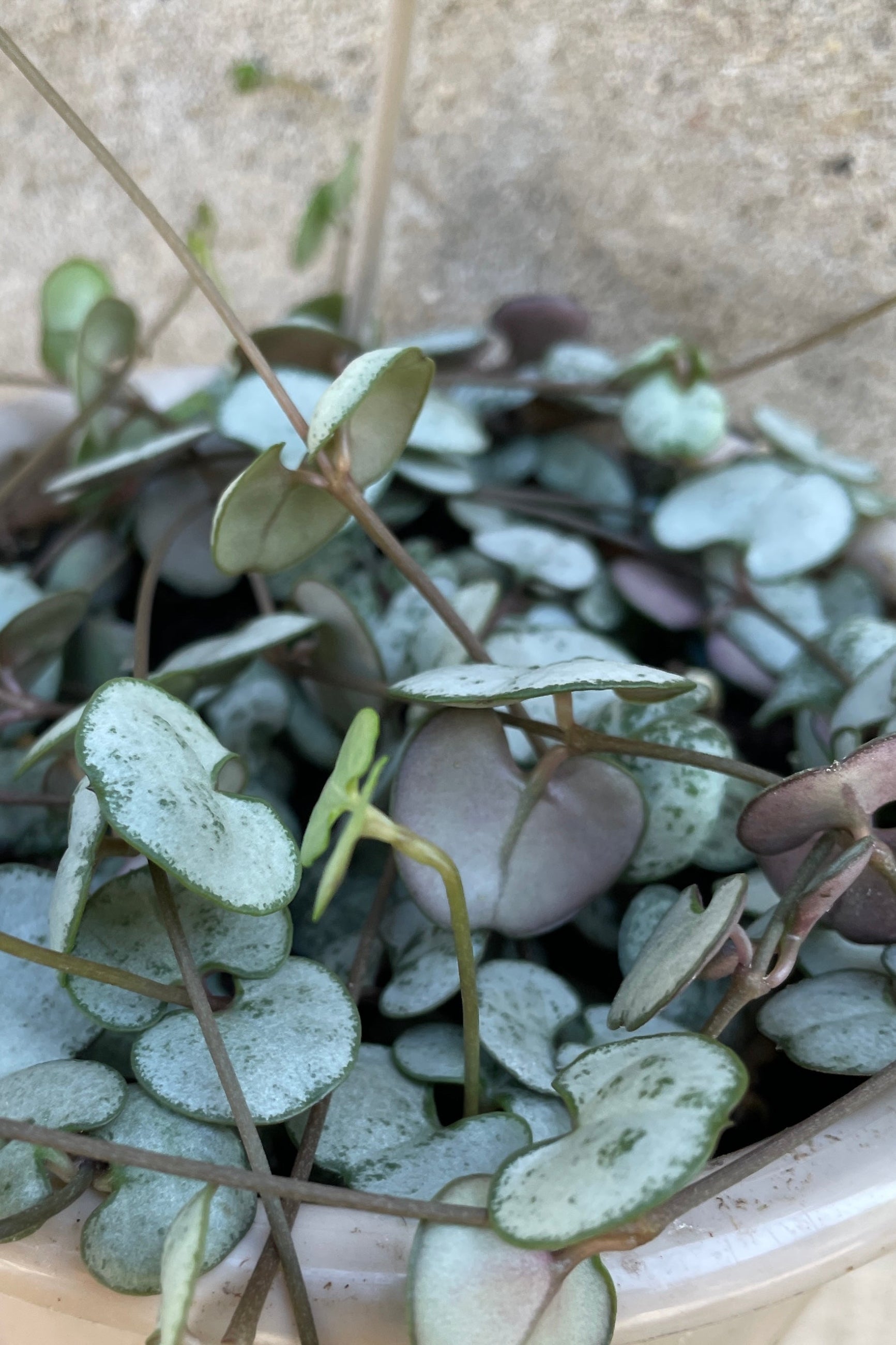 Close up of Ceropegia 'string of hearts' plant with pale, bluish-green, heart shaped leaves dotting long stems that trail against cement background ©Sprout Home