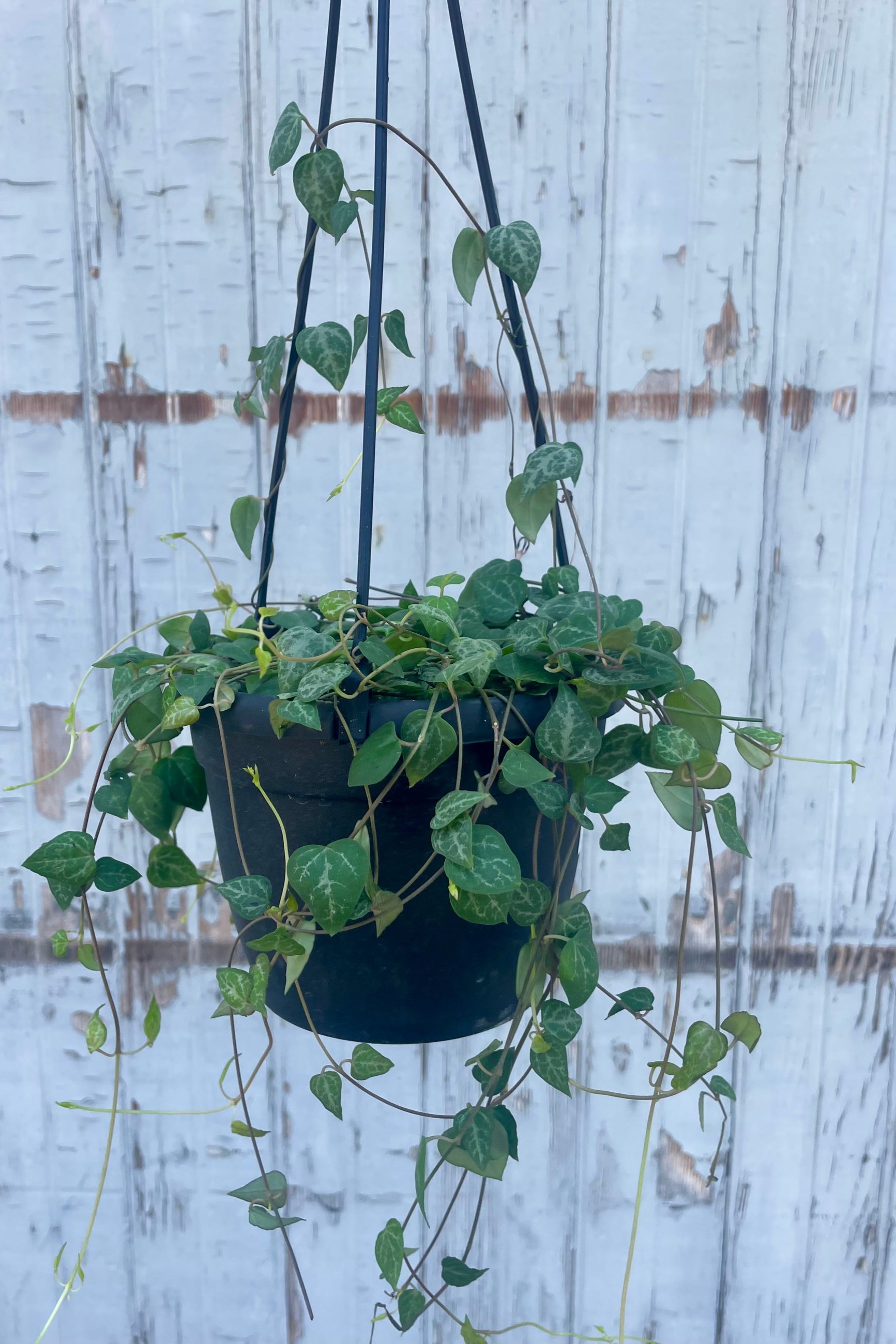 Potted plant hanging against a wooden fence background. Long loose vines with small leaves. Ceropegia String of Spades ©Sprout Home