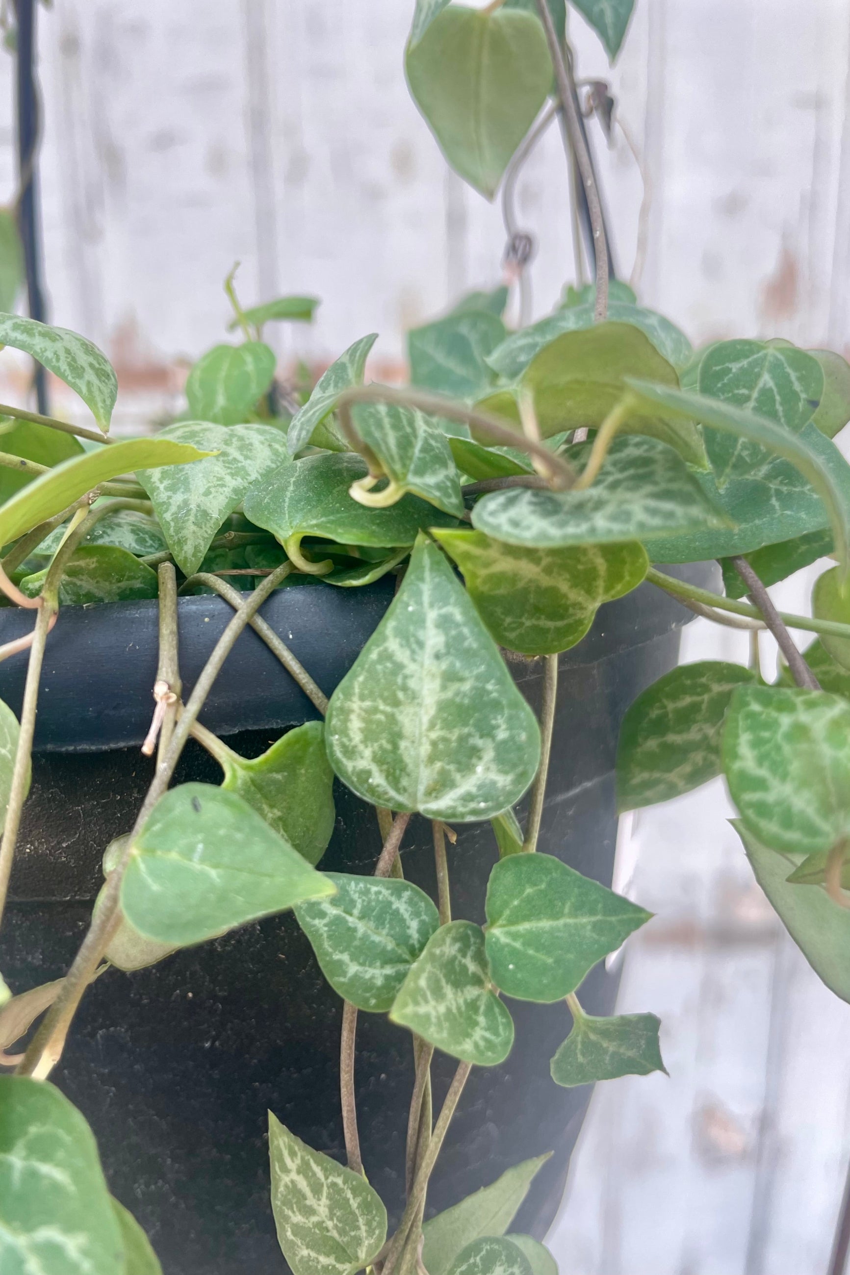 Hanging green plant with heart-shaped leaves in a pot against a blurred background. Ceropegia String of Spades ©Sprout Home