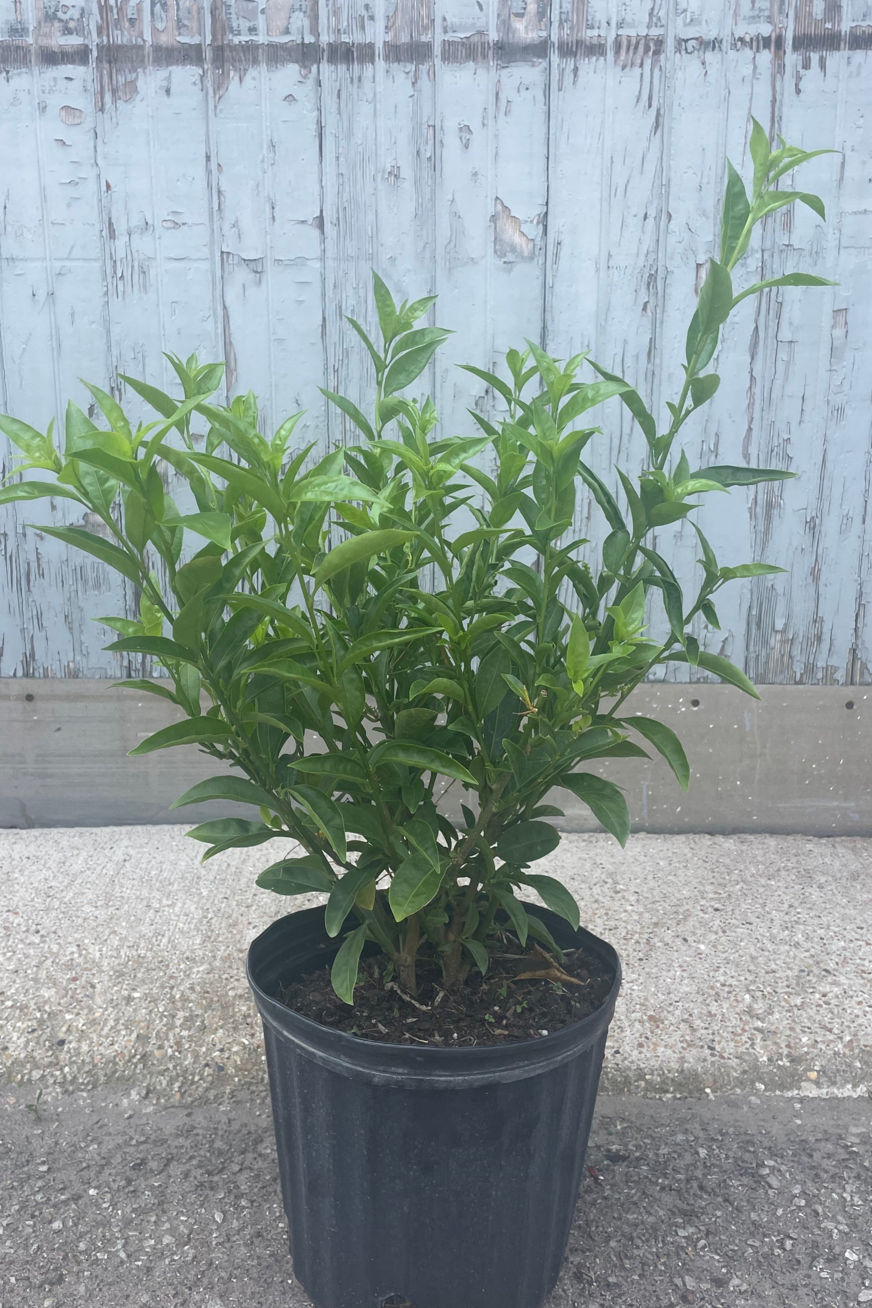 Photo of a densely growing shrub with green leaves in a black pot in front of a gray wall. This is Cestrum nocturnum or "Night Blooming Jasmine" ©Sprout Home
