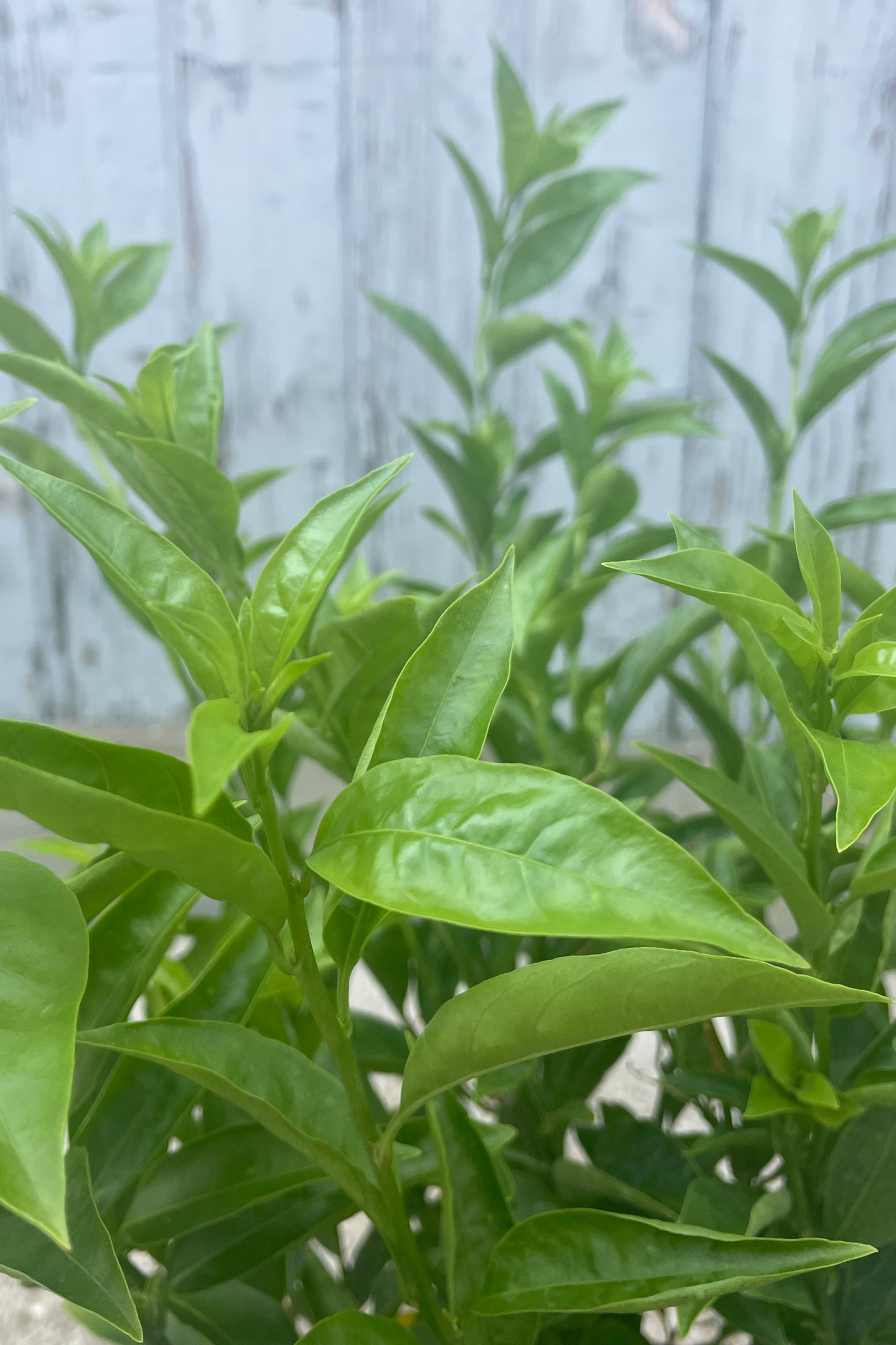 Close photo of small green leaves which are pointed at the end. This is Cestrum nocturnum or "Night Blooming Jasmine" shown in front of a gray wall. ©Sprout Home