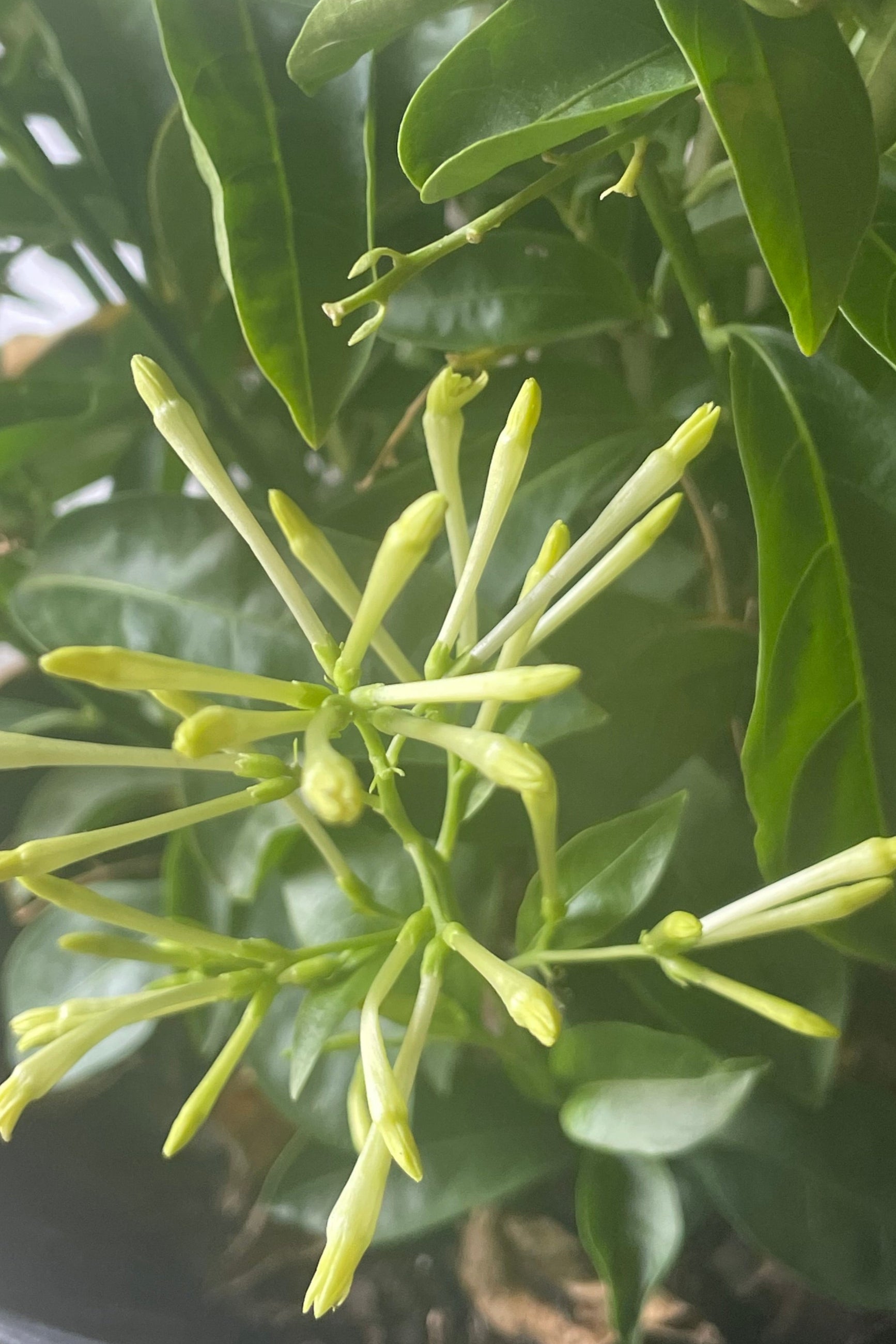 A close photo of pale green tubular flowers which are yet to open. This is Cestrum nocturnum or "Night Blooming Jasmine" ©Sprout Home