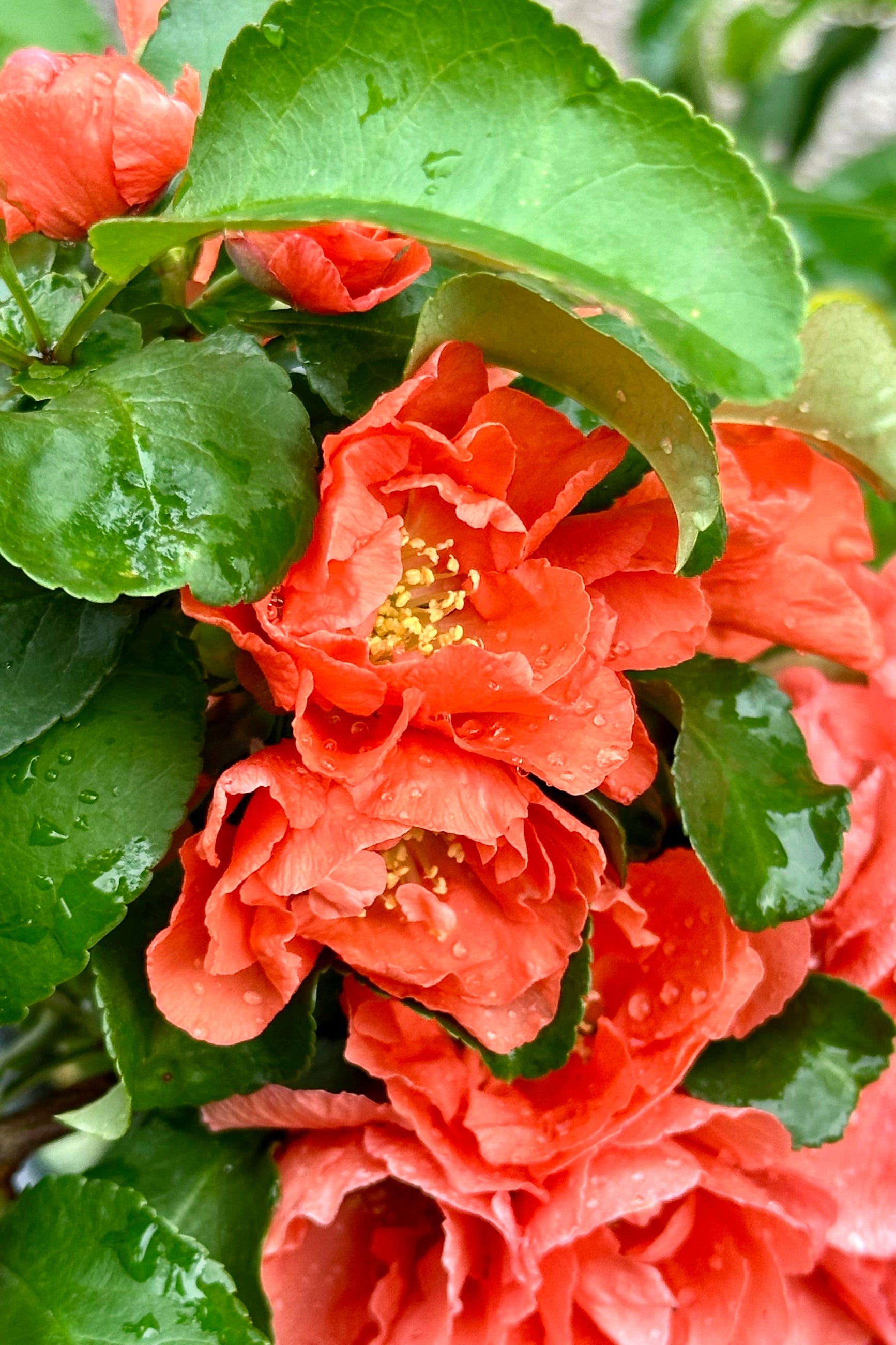The coral peach flowers of the Chaenomeles 'Peach Double Take' shrub in full bloom mid May at Sprout Home. ©Sprout Home