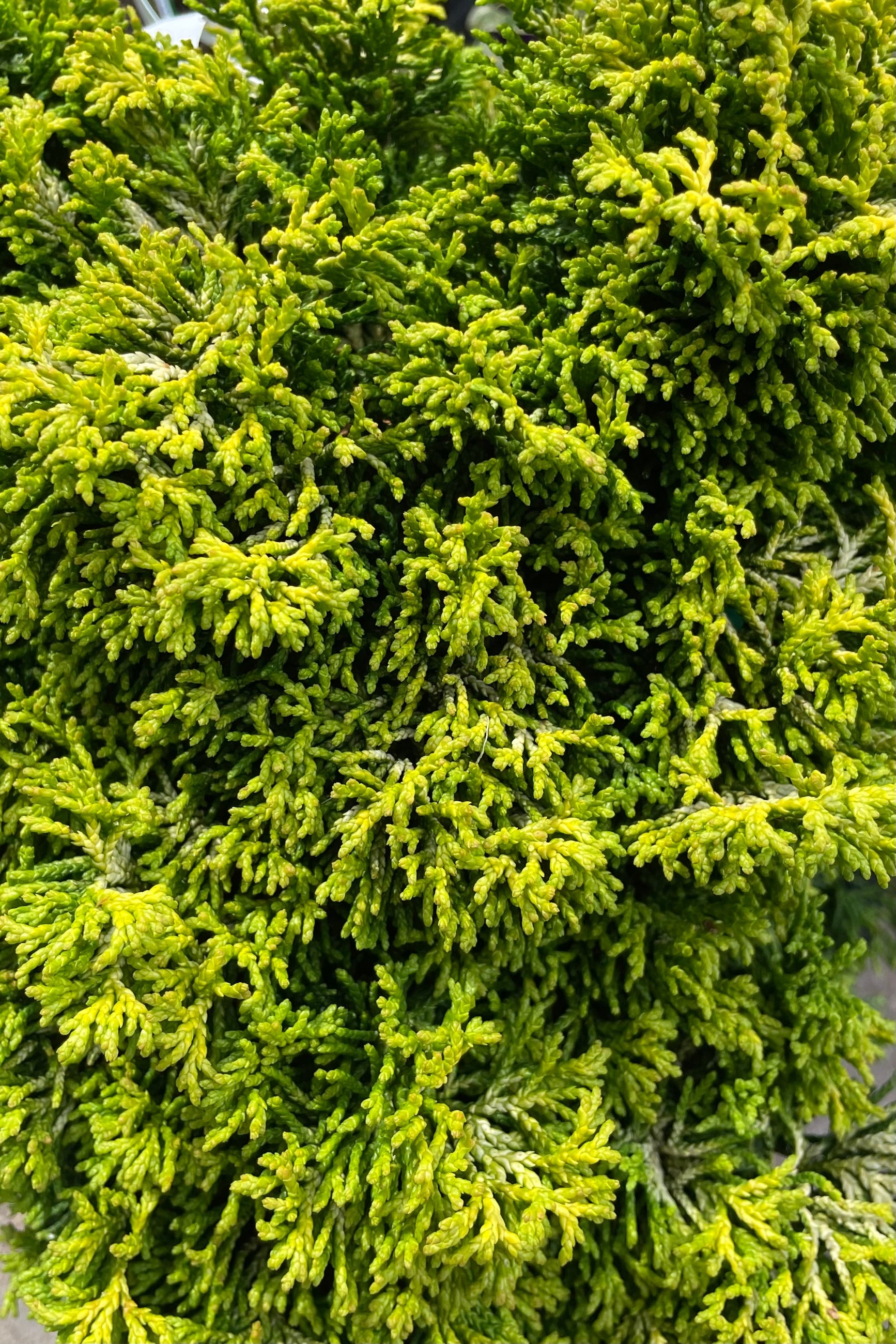 Chamaecyparis 'Butter Ball' up close showing the bright thick evergreen foliage the beginning of May ©Sprout Home