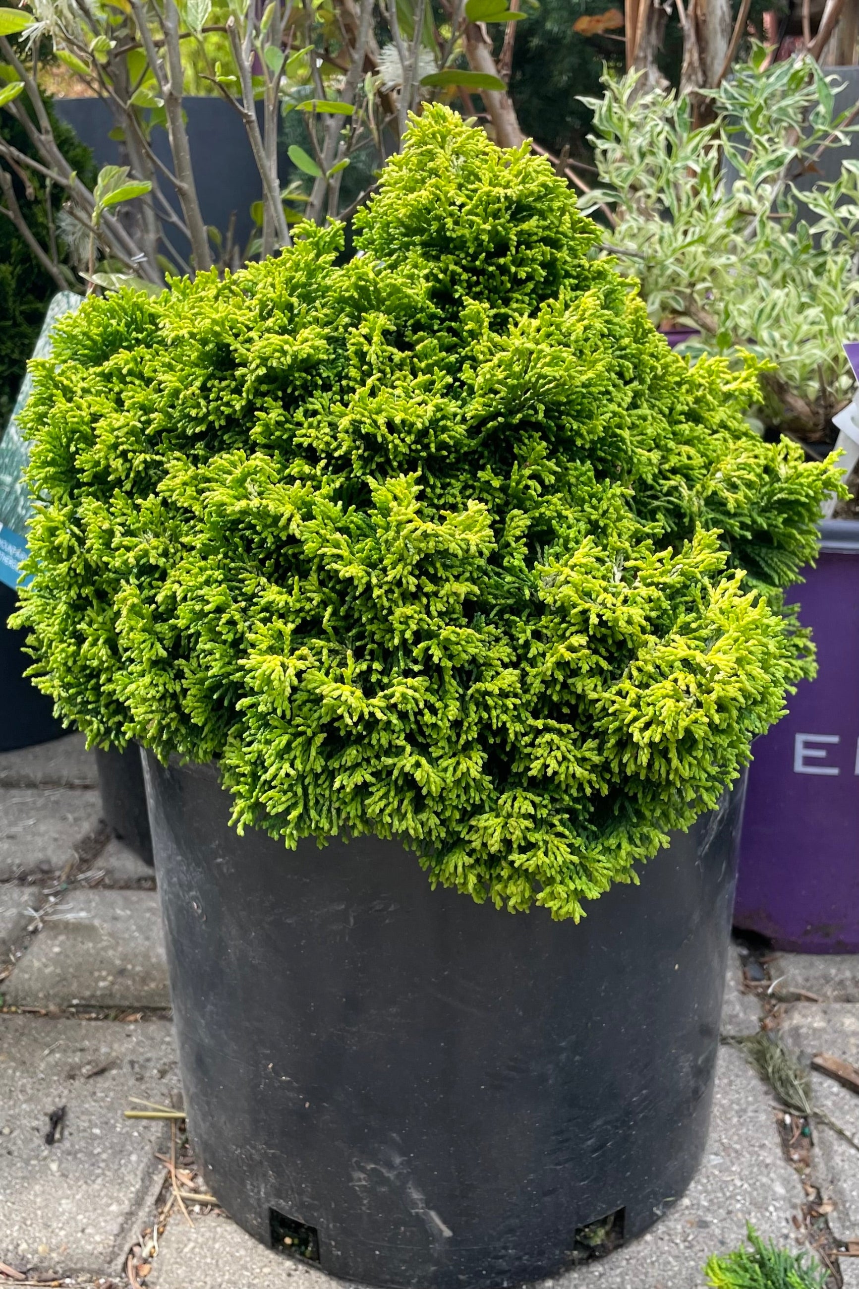 Chamaecyparis 'Butterball' in a #3 growers pot showing off its petit stature but bold bright green colored thick evergreen leaves. ©Sprout Home