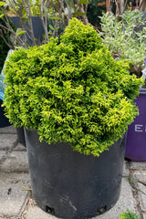 Chamaecyparis 'Butterball' in a #3 growers pot showing off its petit stature but bold bright green colored thick evergreen leaves. 