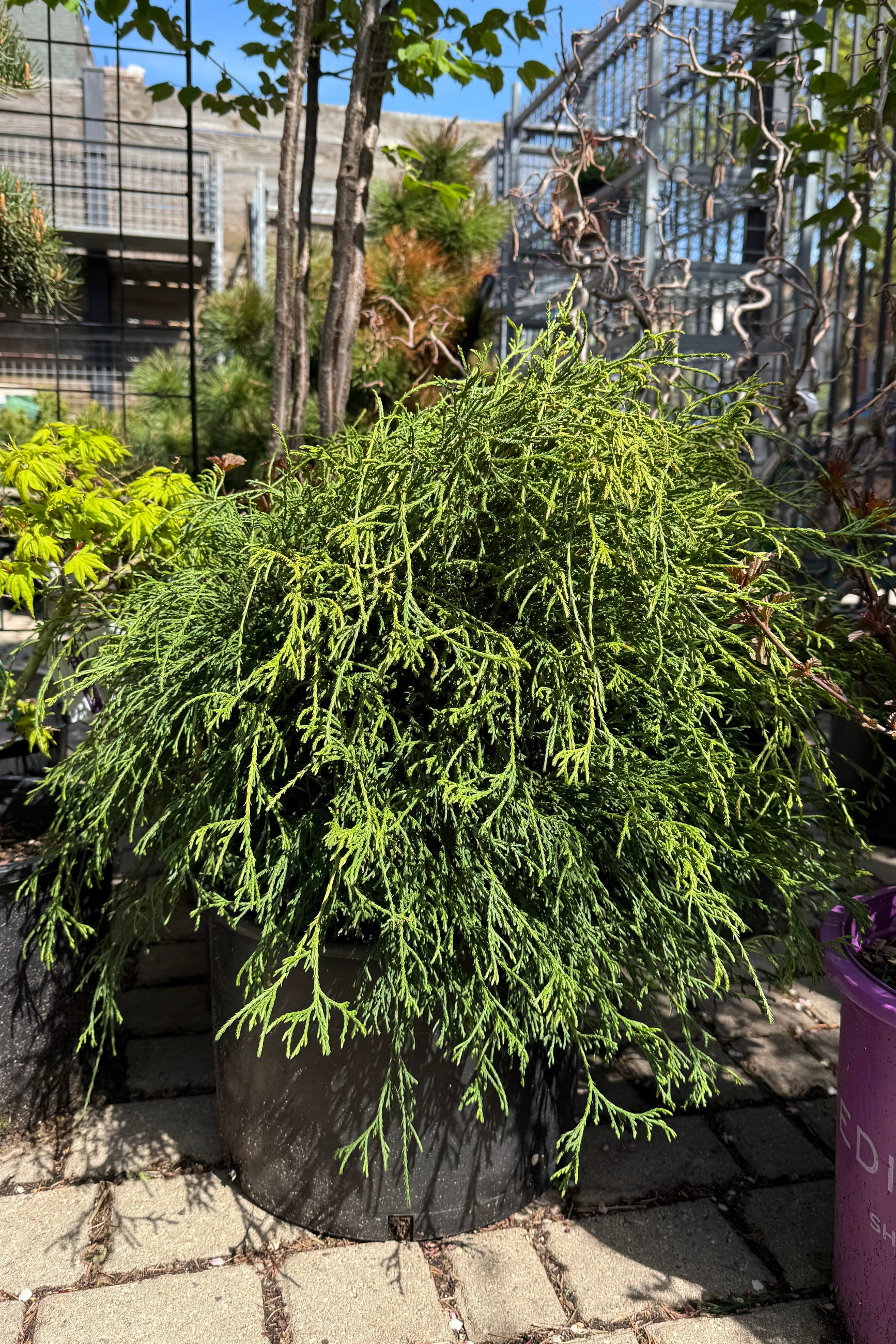 Chamacyparis pisifera 'Filifera' in a #6 growers pot the end of April ©Sprout Home