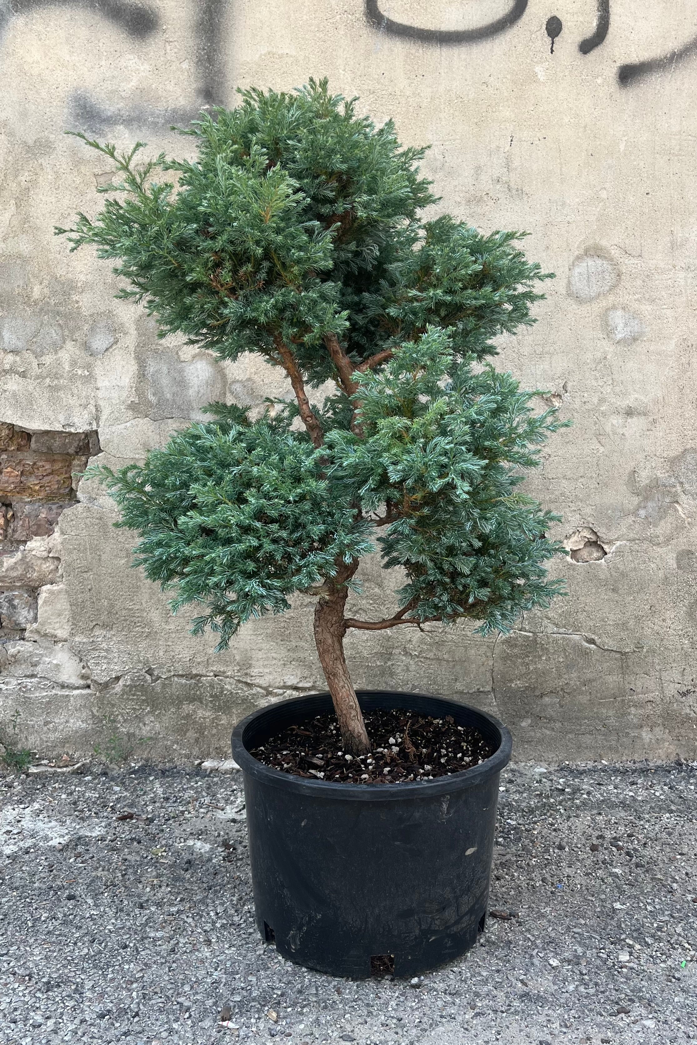 Chamaecyparis pisifera 'Boulevard' pom pom cypress shown in #6 growers pot, sculptural nature with soft silvery blue green foliage arranged horizontally on the branches