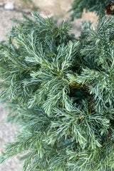 Detail image of the Chamaecyparis pisifera 'Boulevard' pom pom cypress, showing silvery blue green foliage the soft texture is apparent