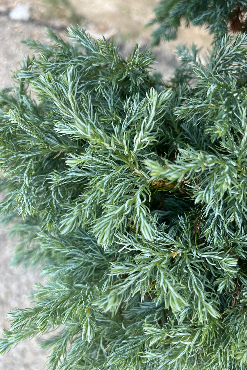 Detail image of the Chamaecyparis pisifera 'Boulevard' pom pom cypress, showing silvery blue green foliage the soft texture is apparent