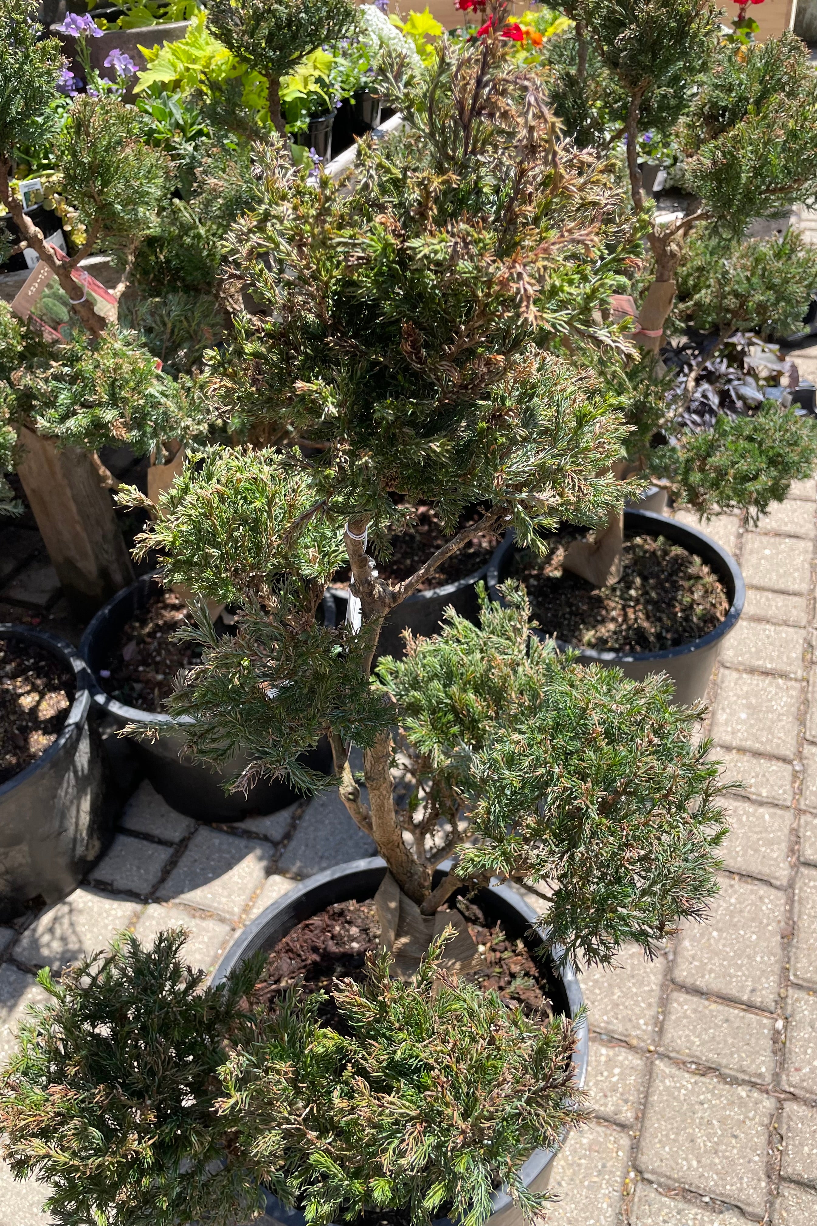 Chamaecyparis 'Boulevard' pom pom just coming out of dormancy showing the overwintered needles and some fresh growth popping through the beginning of May.