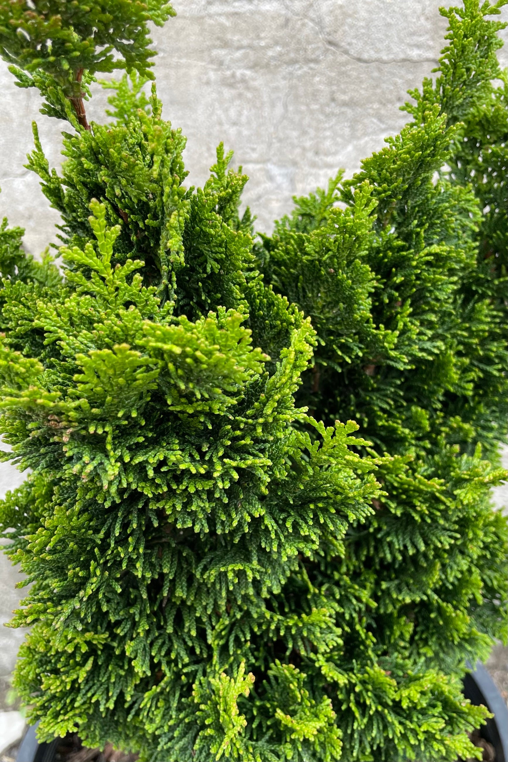 Up close picture of the evergreen thick leaves of the Chamaecyparis 'Spiralis' in the beginning of May ©Sprout Home