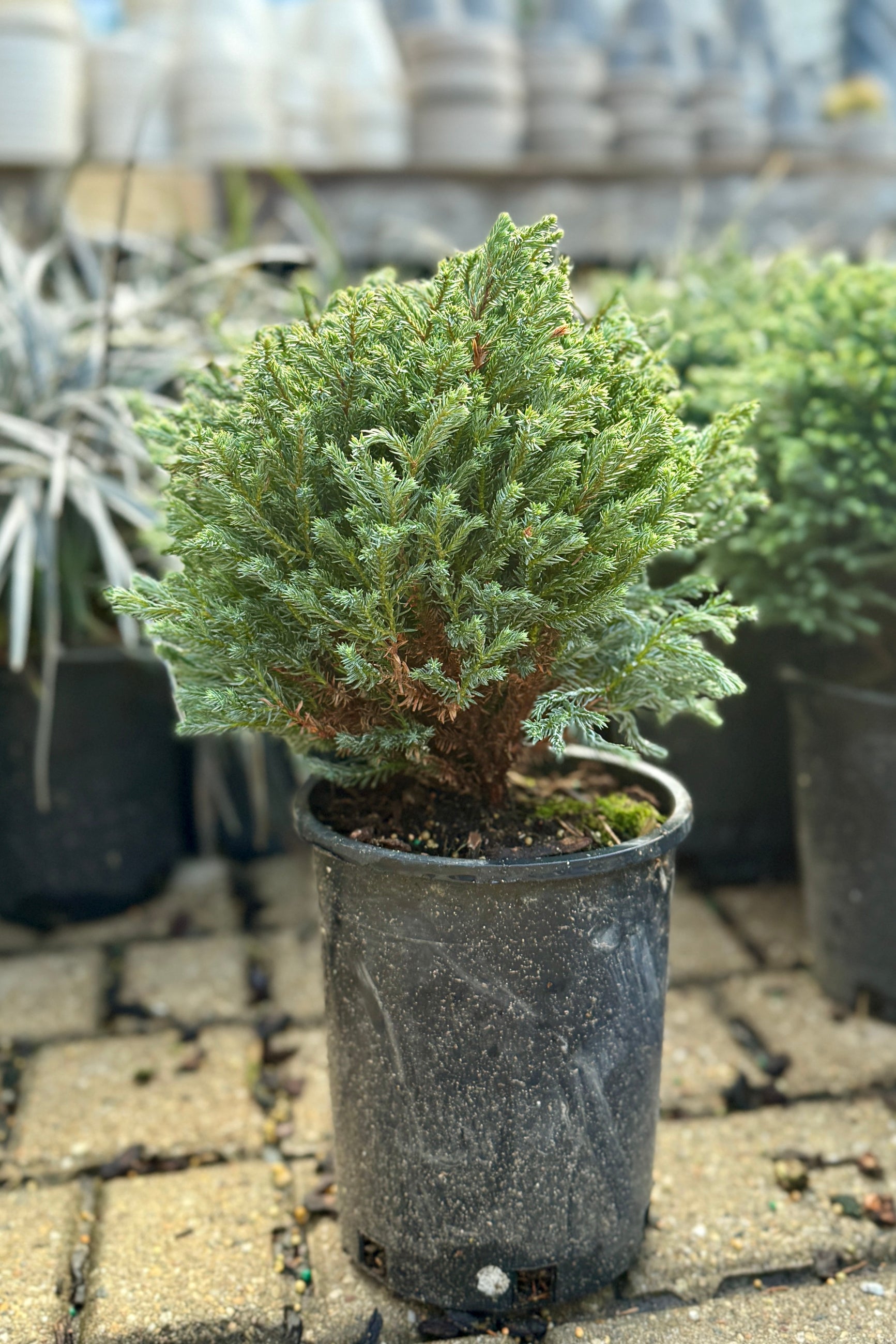 Potted coniferous Chamaecyparis p. 'Blue Moon' n a #1 growers pot in a greenhouse setting ©Sprout Home