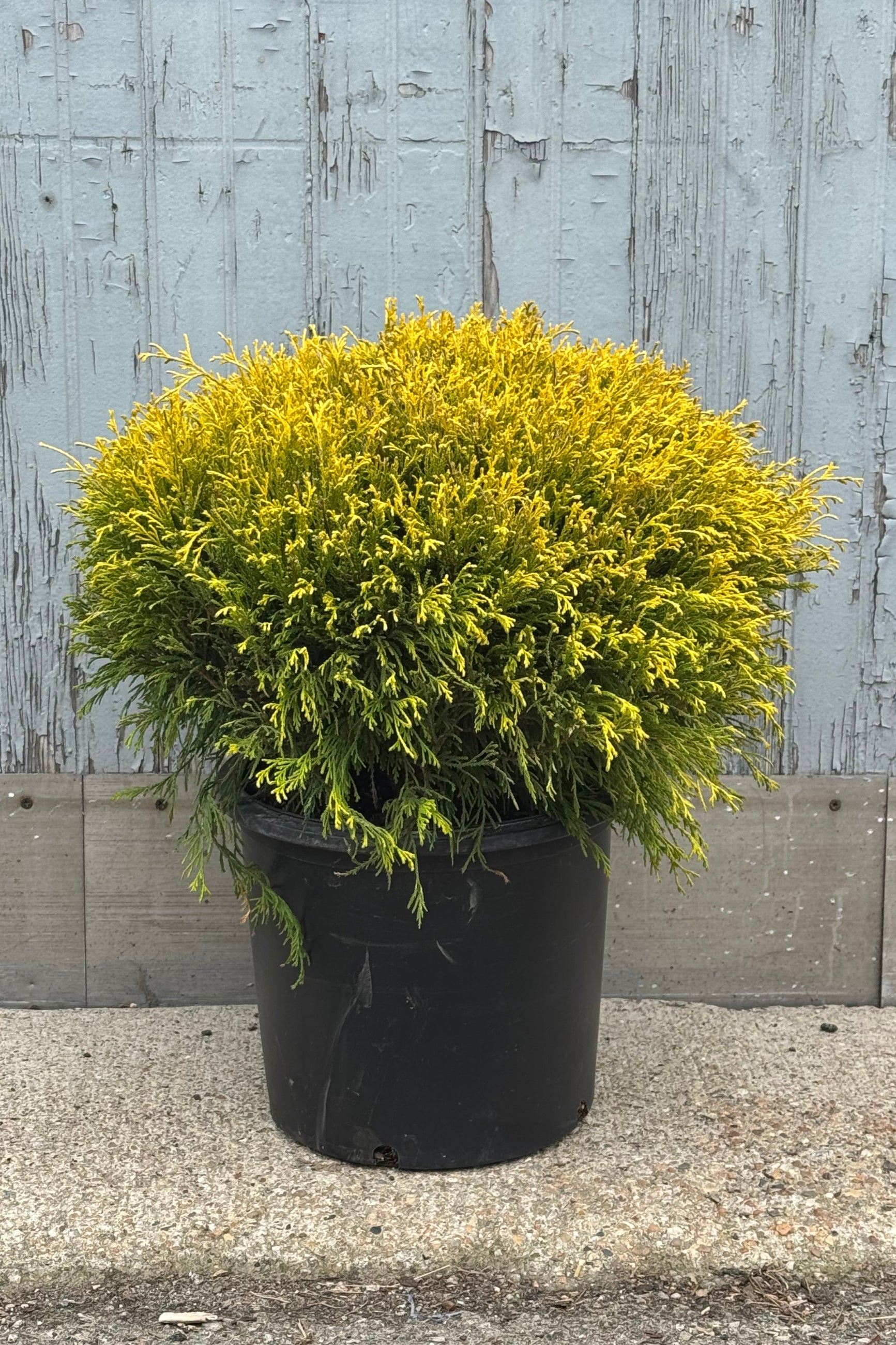 Photo of a round golden evergreen in a black pot in front of a gray wall. The shrub is Chamaecyparis pisifera ©Sprout Home