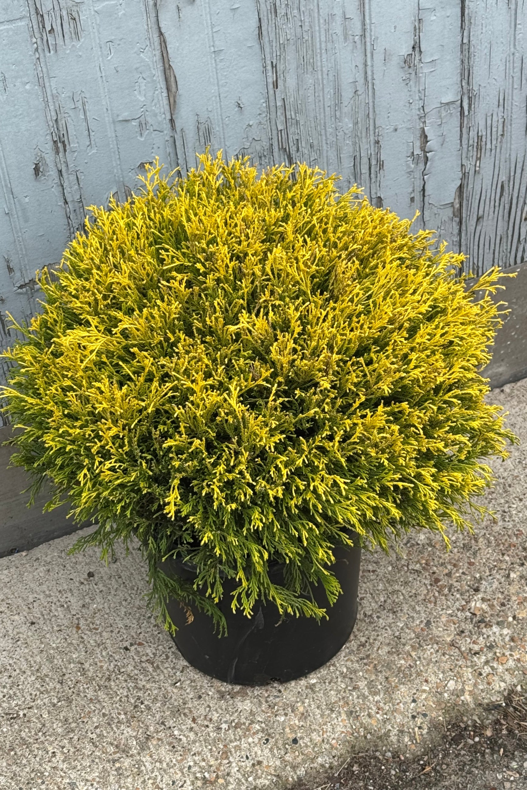 Photo from the side of a round golden evergreen in a black pot in front of a gray wall. The shrub is Chamaecyparis pisifera ©Sprout Home