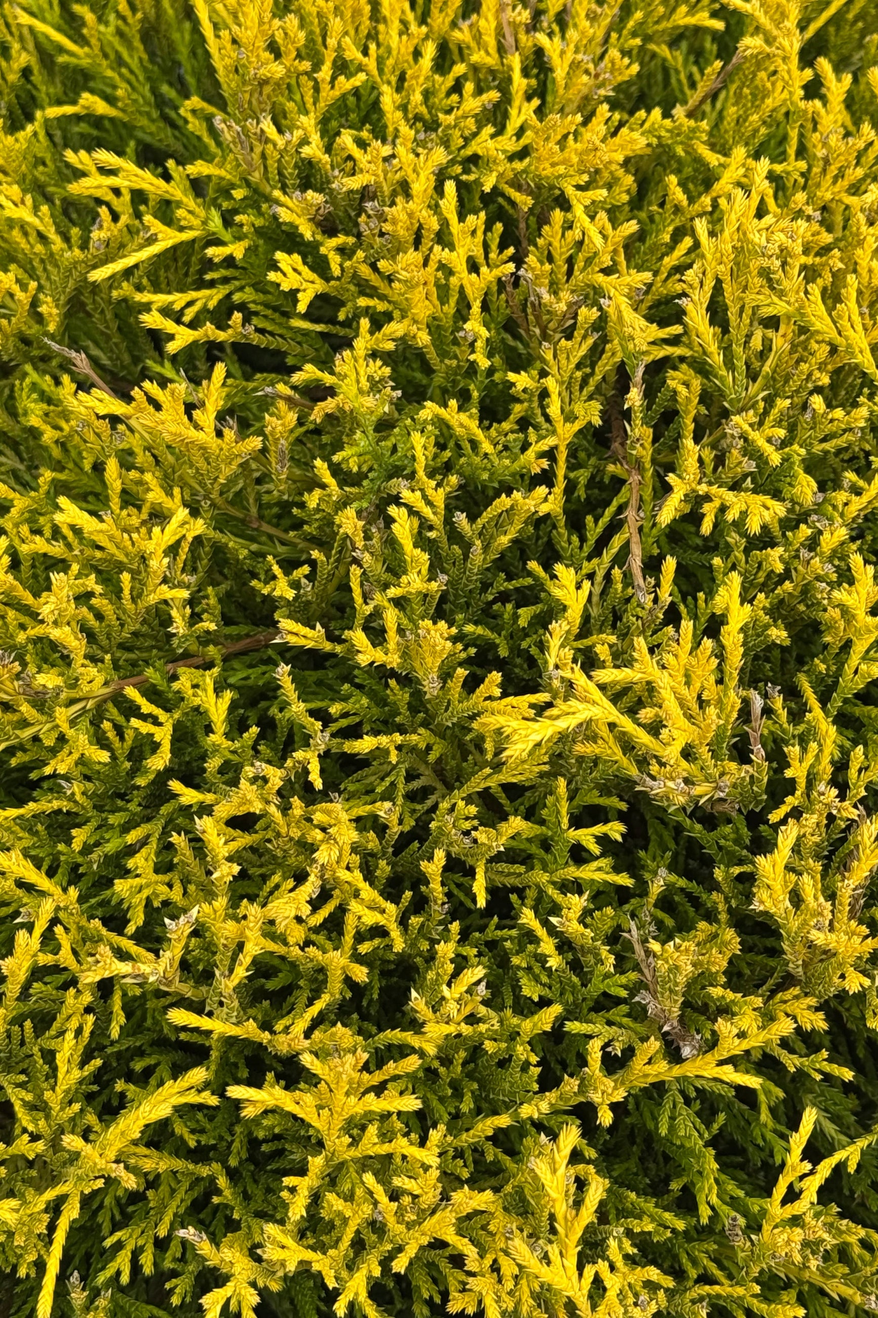 Close Photo of dense golden evergreen foliage. The shrub is Chamaecyparis pisifera ©Sprout Home