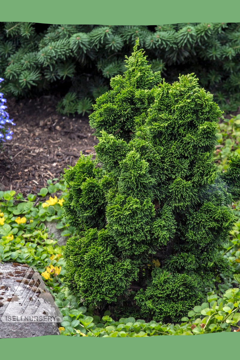 Green Chamaecyparis 'Ellie B.' shrub in a garden setting with flowers and mulch ©Iseli Nursery