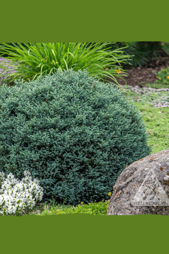 Chamaecyparis 'Blue Moon' shrub in a garden setting with rocks and other plants ©Iseli Nursery