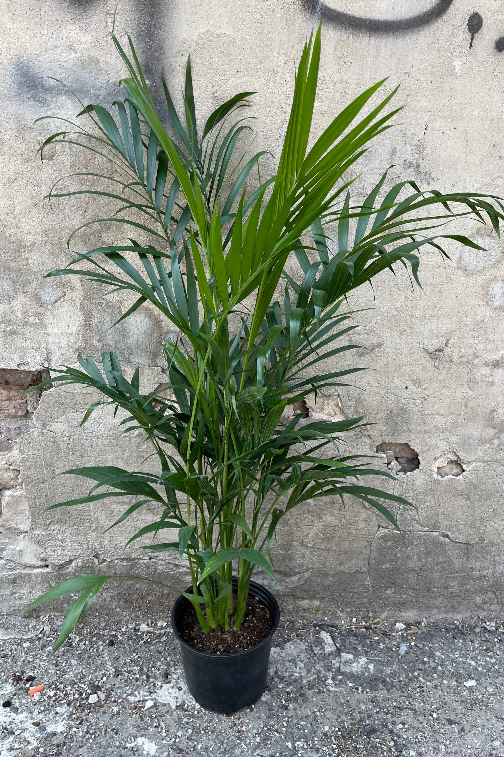 Chamaedorea cataractarum in an 8" growers pot showing its long green leaves in front of a concrete wall. ©Sprout Home