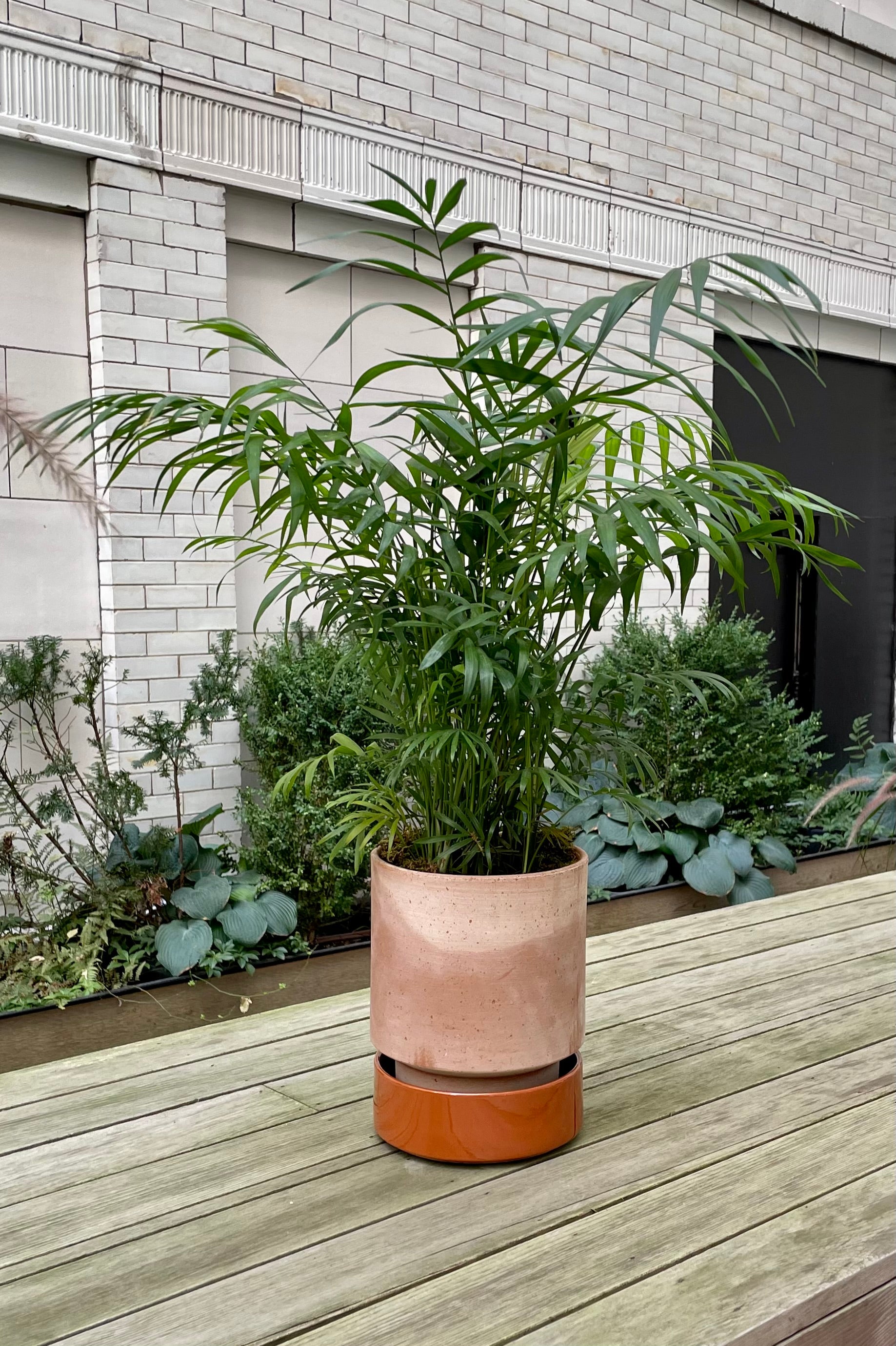 A Chamaedorea plant potted in a Hoff Pot sitting outside.