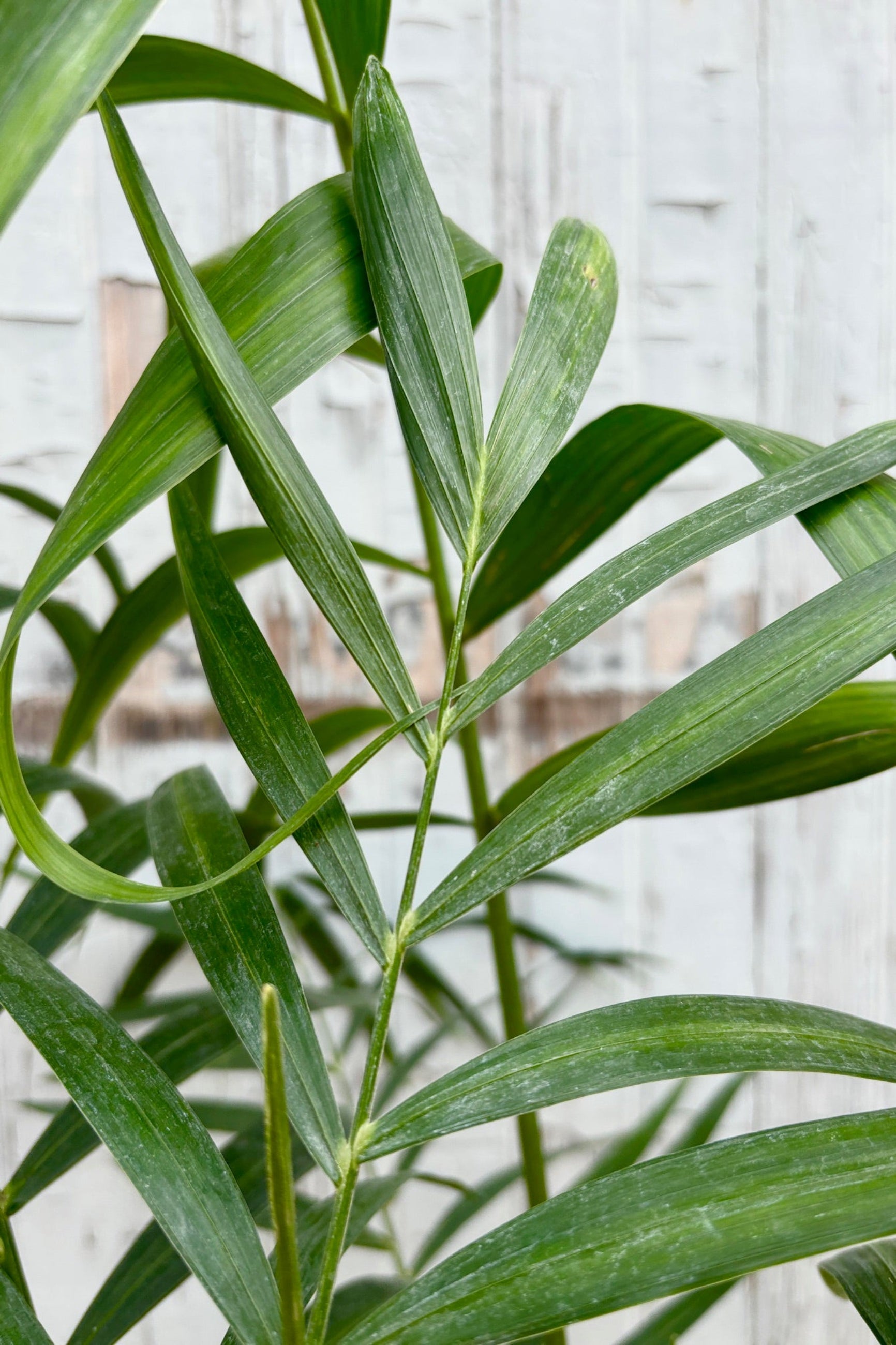 Close up of Chamaedorea hooperiana displayed against a grey wall ©Sprout Home