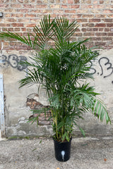 Chamaedorea seifrizii "Bamboo Palm" in a #5 growers pot against a concrete and brick wall. 