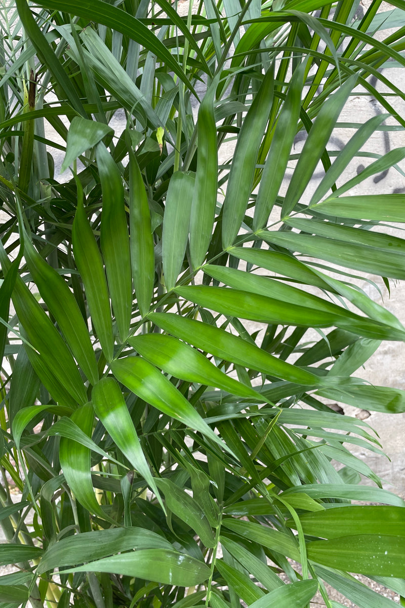 The green frond leaves of the "Bamboo Palm" up close. 
