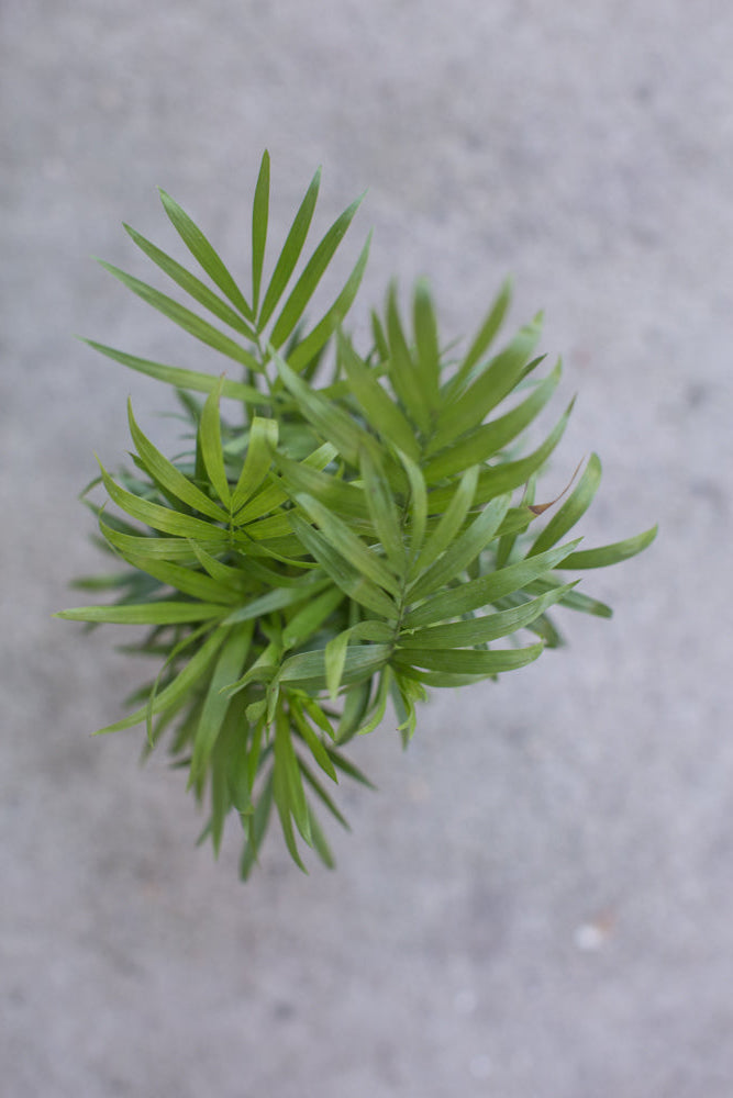 Small green Chamaedorea elegans "Neanthe Bella" plant from above on a gray concrete surface ©Sprout Home