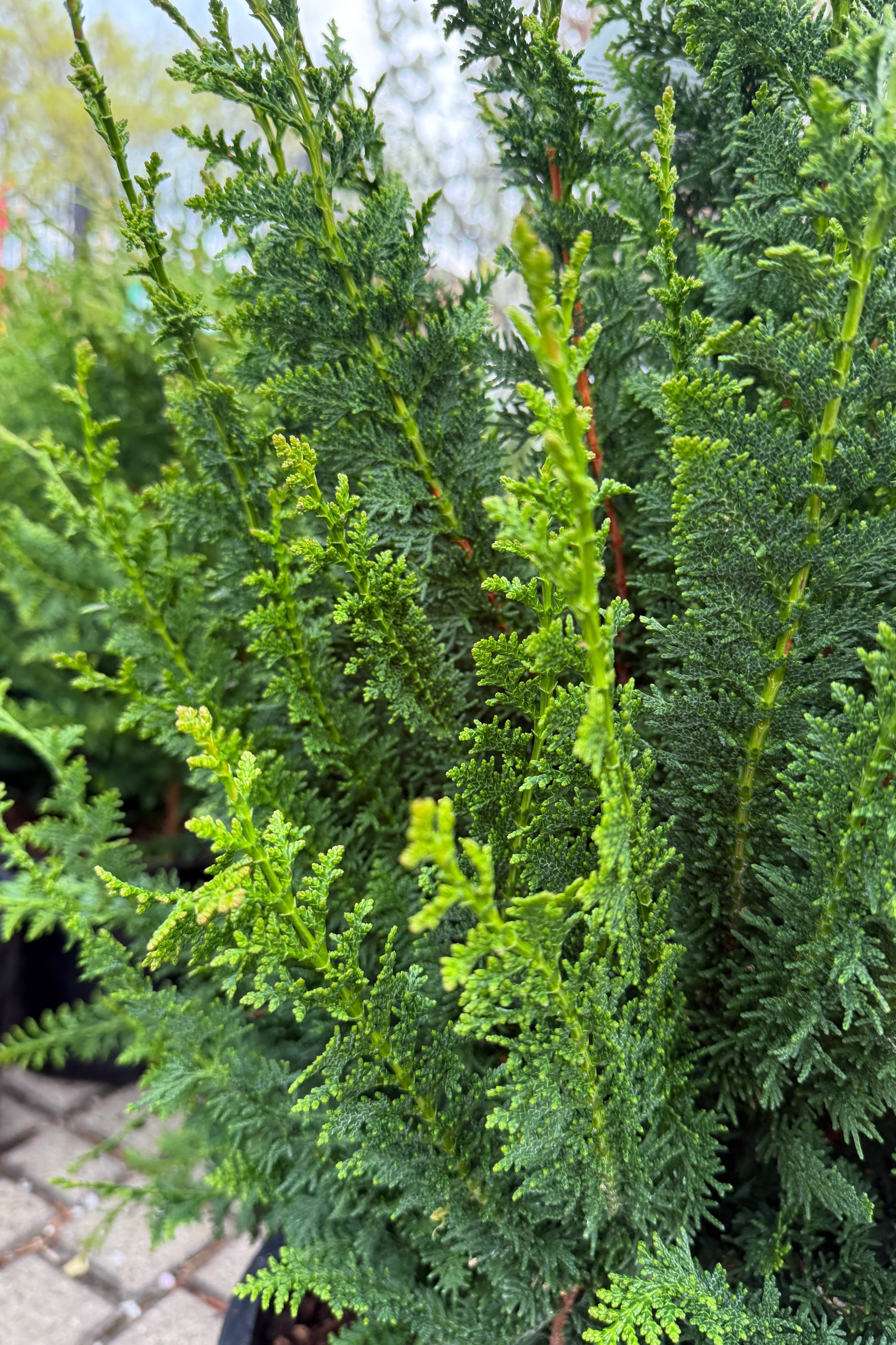 up close image of a Chamaecyparis o. 'Filicoides Compacta' with needle-like leaves in a garden setting ©Sprout Home