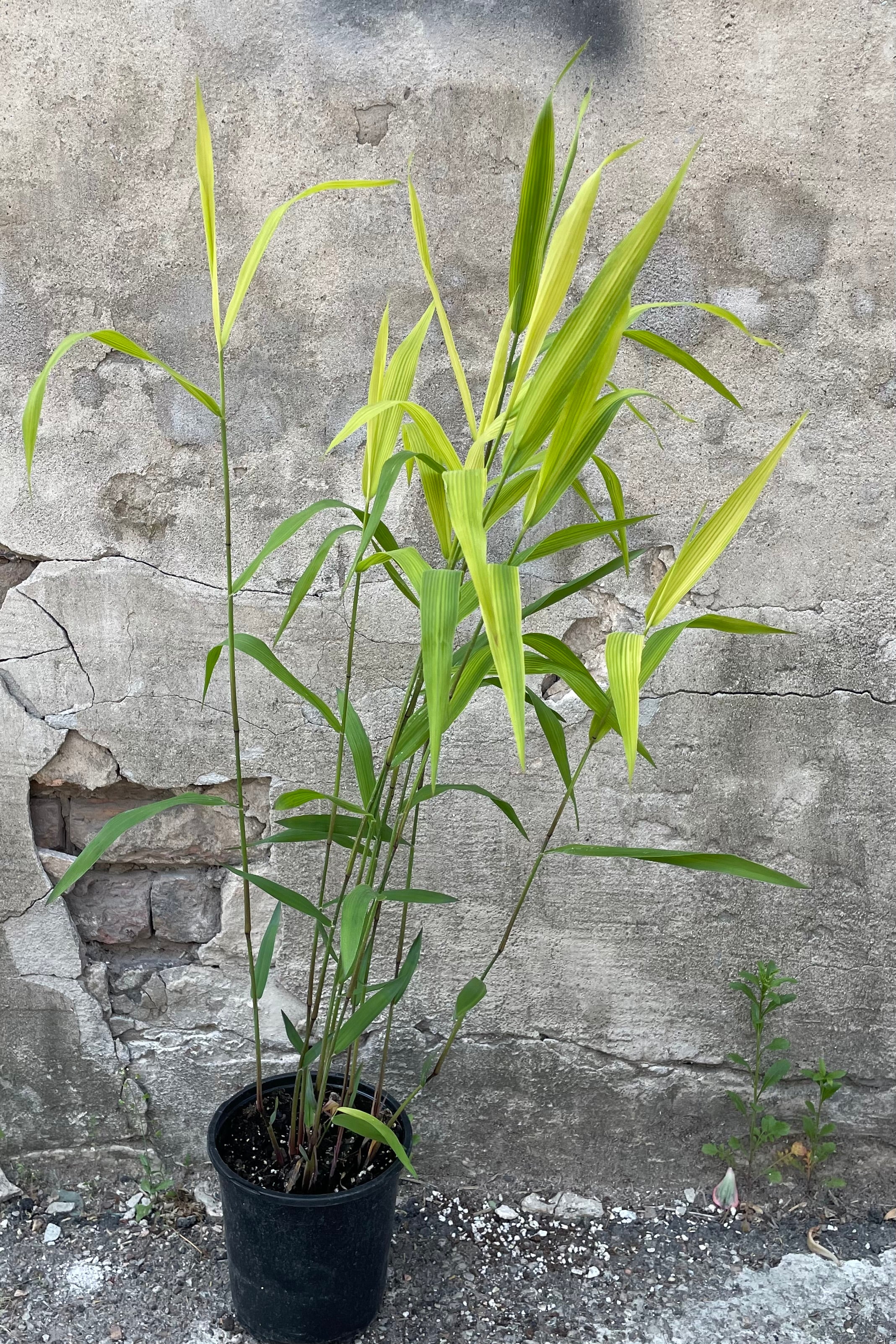 Chasmanthium latifilium in a #1 growers pot in mid to late May starting to fill out for the season.