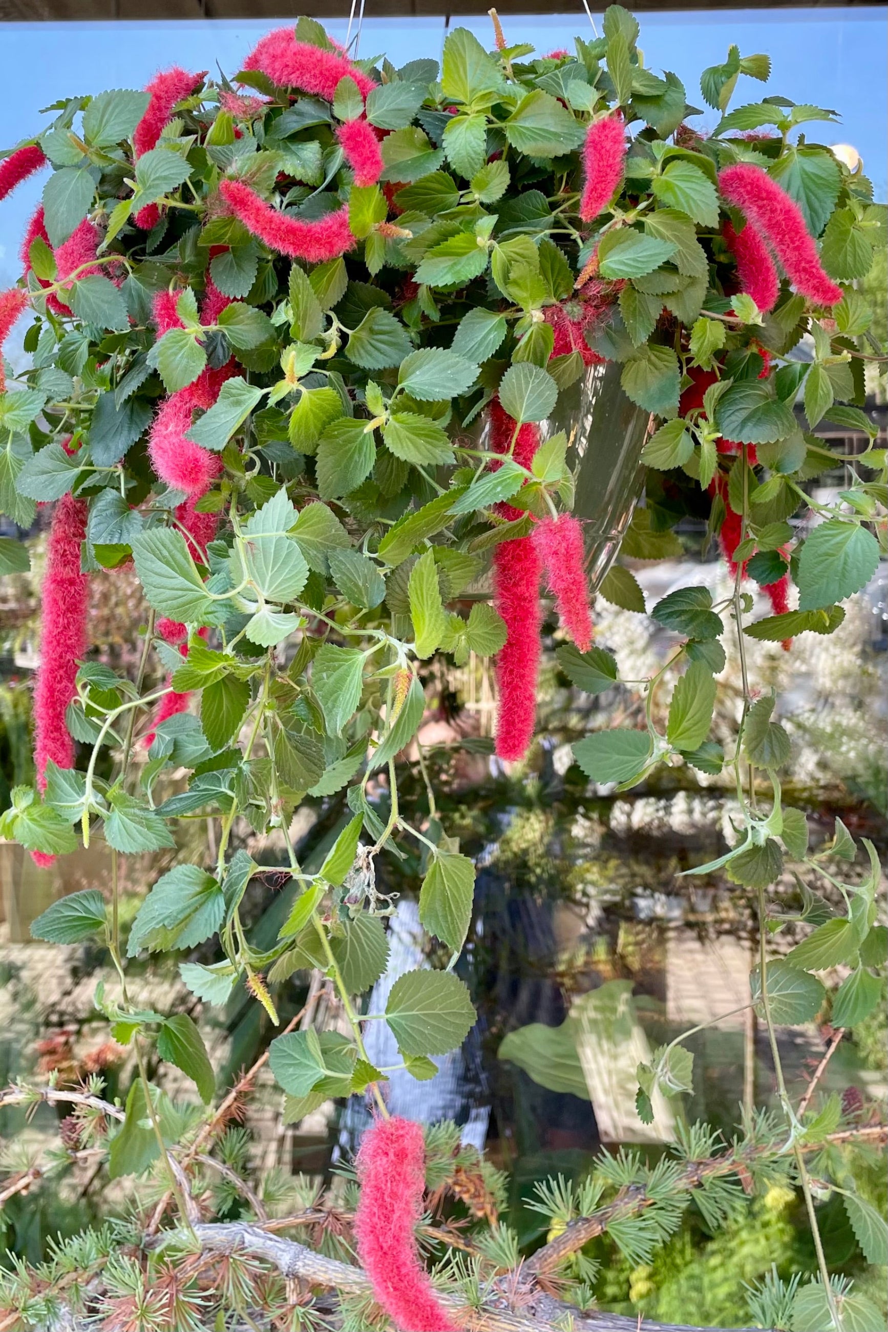 Acyalypha Pendula hanging basket in bloom the beginning of May at Sprout Home. ©Sprout Home
