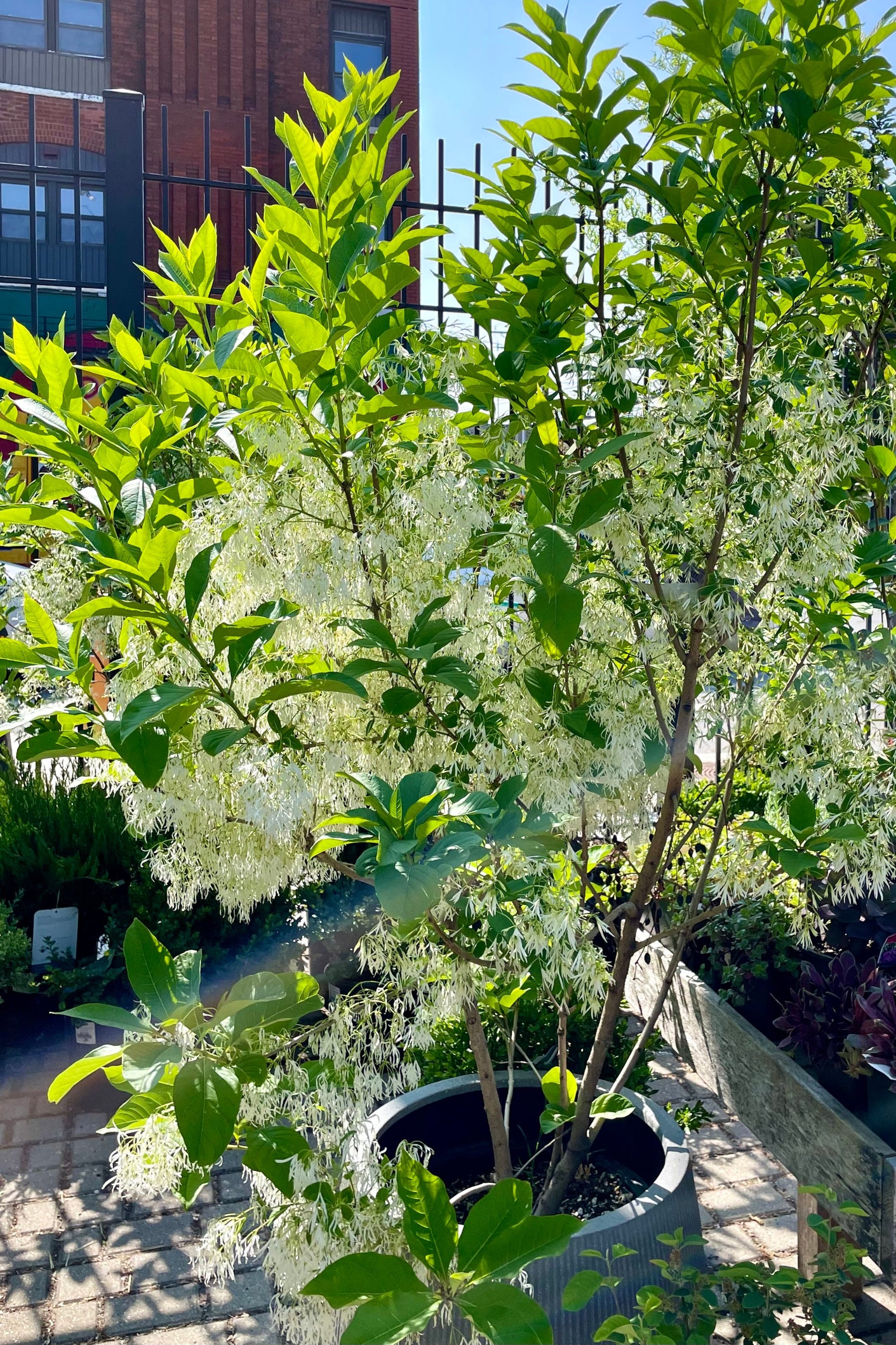 The Chionanthus verginicus tree in full bloom the beginning of June with its white flowers looking like fringe. ©Sprout Home