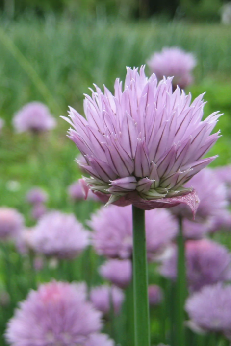 blooming chives up close showing the flower by Hudson Valley Seed Company ©Hudson Valley Seed Co.