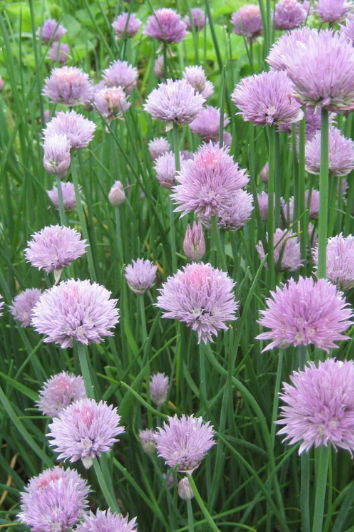 Field of Chives by Hudson Valley Seed Company ©Hudson Valley Seed Co.