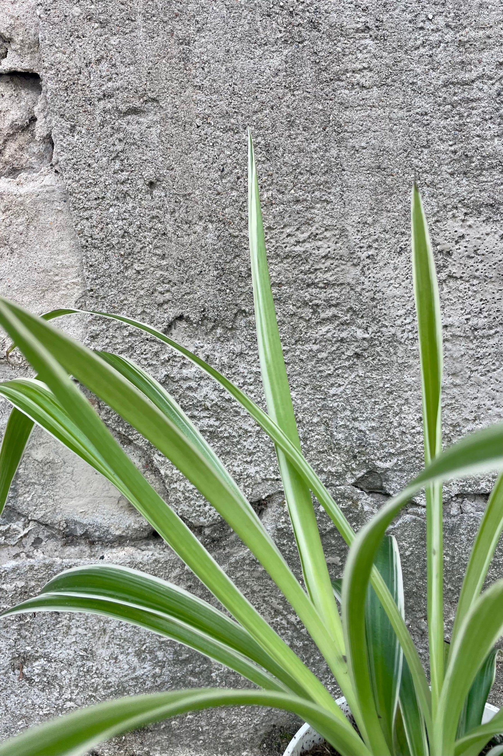 Close photo of green and white leaves of Chlorophytum 'Ocean' Spiderplant houseplant against a cement wall. ©Sprout Home
