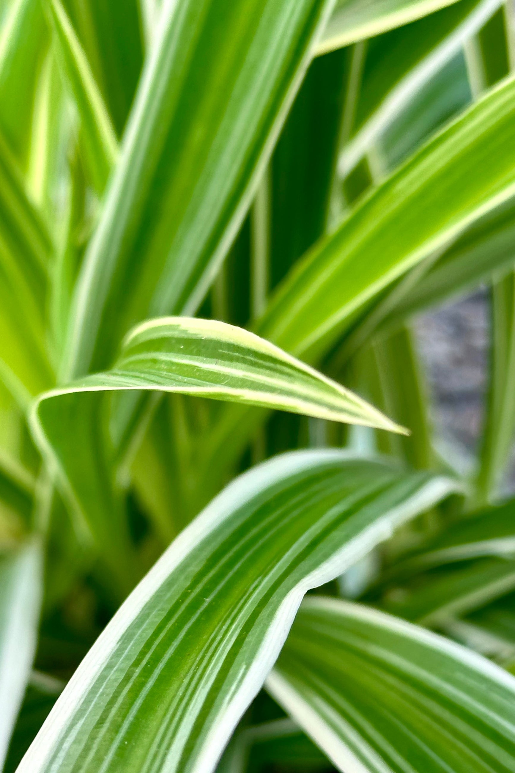 The green and white stiped leaves of the Chlorphytum 'Ocean' at Sprout Home ©Sprout Home