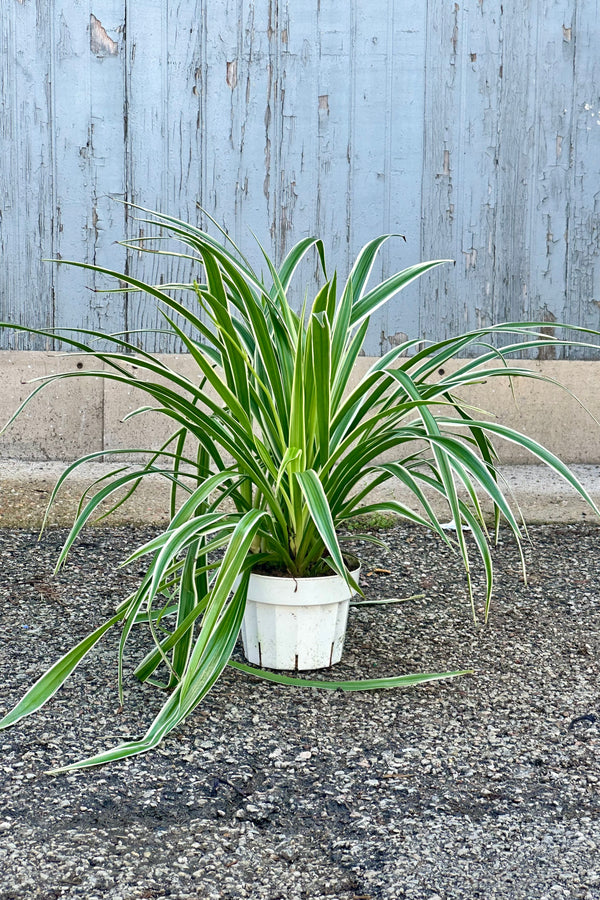 Chlorophytum comosum 'Ocean' in a 6" growers pot at Sprout Home in front of a wood wall showing its plethora of striped leaves. 