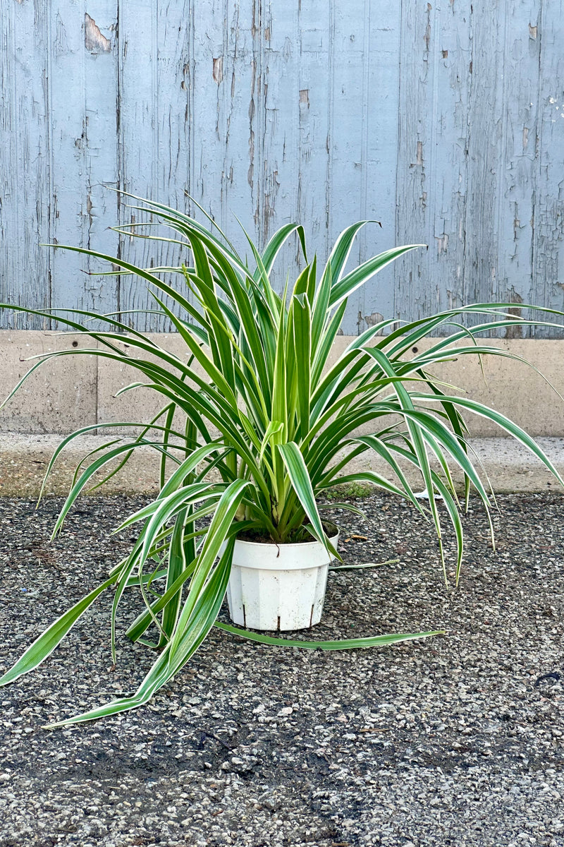 Chlorophytum comosum 'Ocean' in a 6" growers pot at Sprout Home in front of a wood wall showing its plethora of striped leaves. 