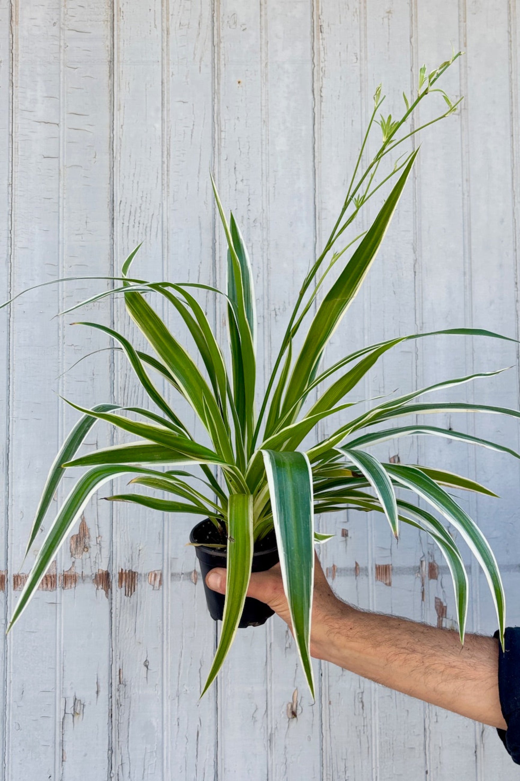 Hand holding a Chlorophytum comosum 'Reverse Variegatum' plant against a light wooden background ©Sprout Home