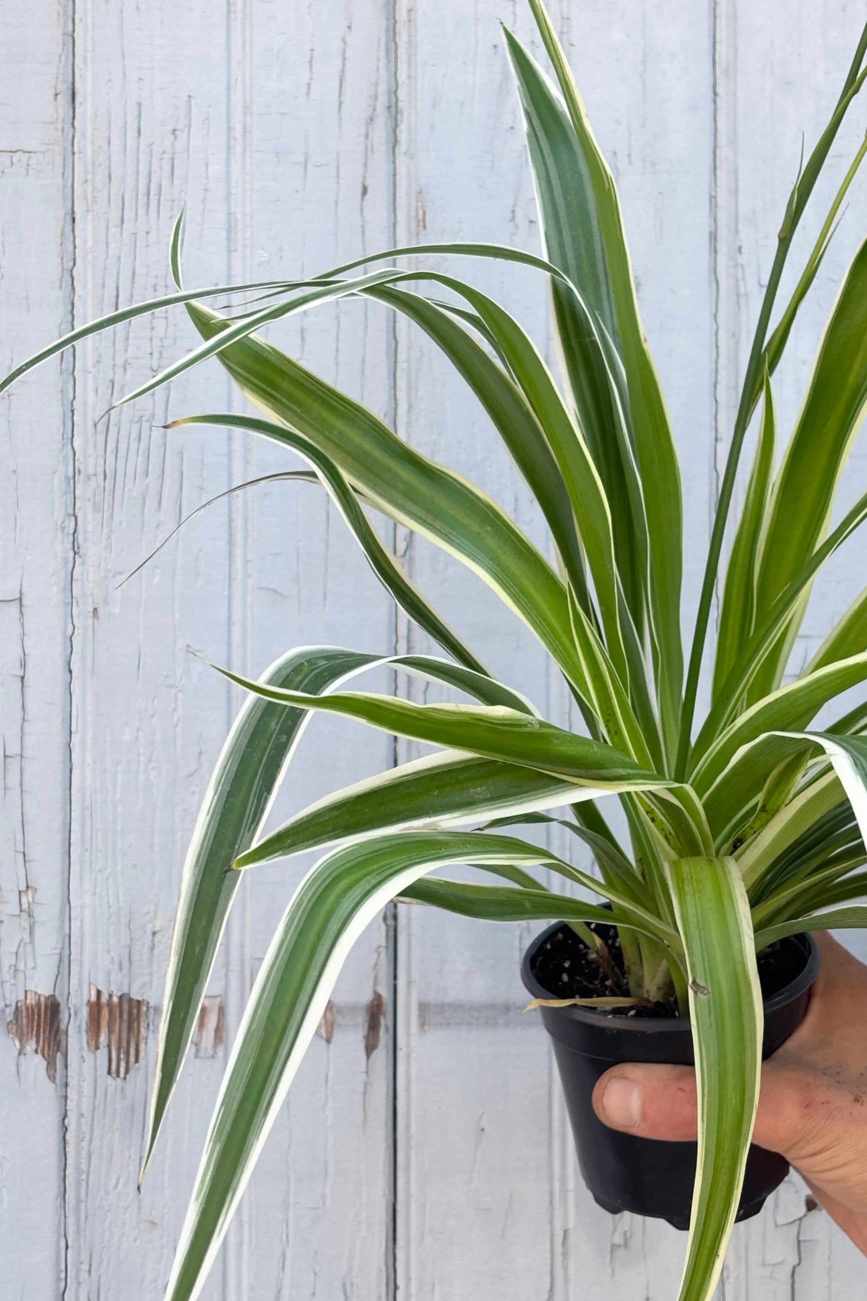 Close up of potted Chlorophytum comosum 'Reverse Variegatum' against a light wooden background ©Sprout Home