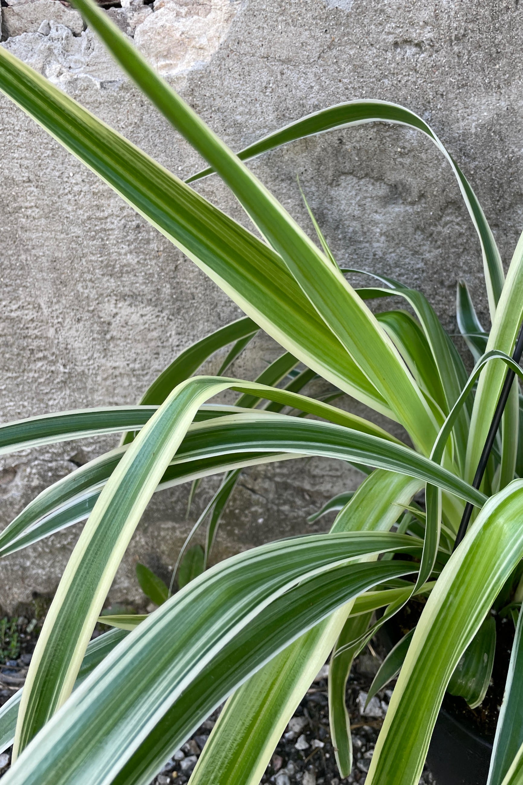 flax lily vs spider plant Chlorophytum comosum 'Reverse Variegated' 8" at SPROUT HOME