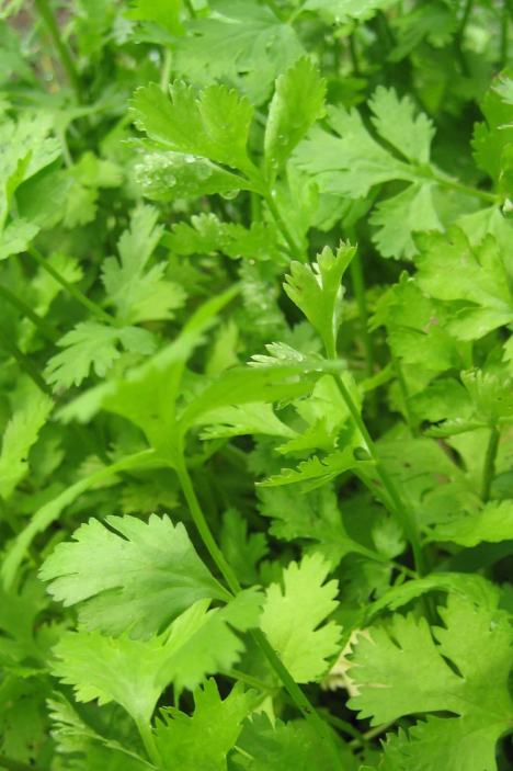 Cilantro leaves up close by Hudson Valley Seed Company ©Hudson Valley Seed Co.