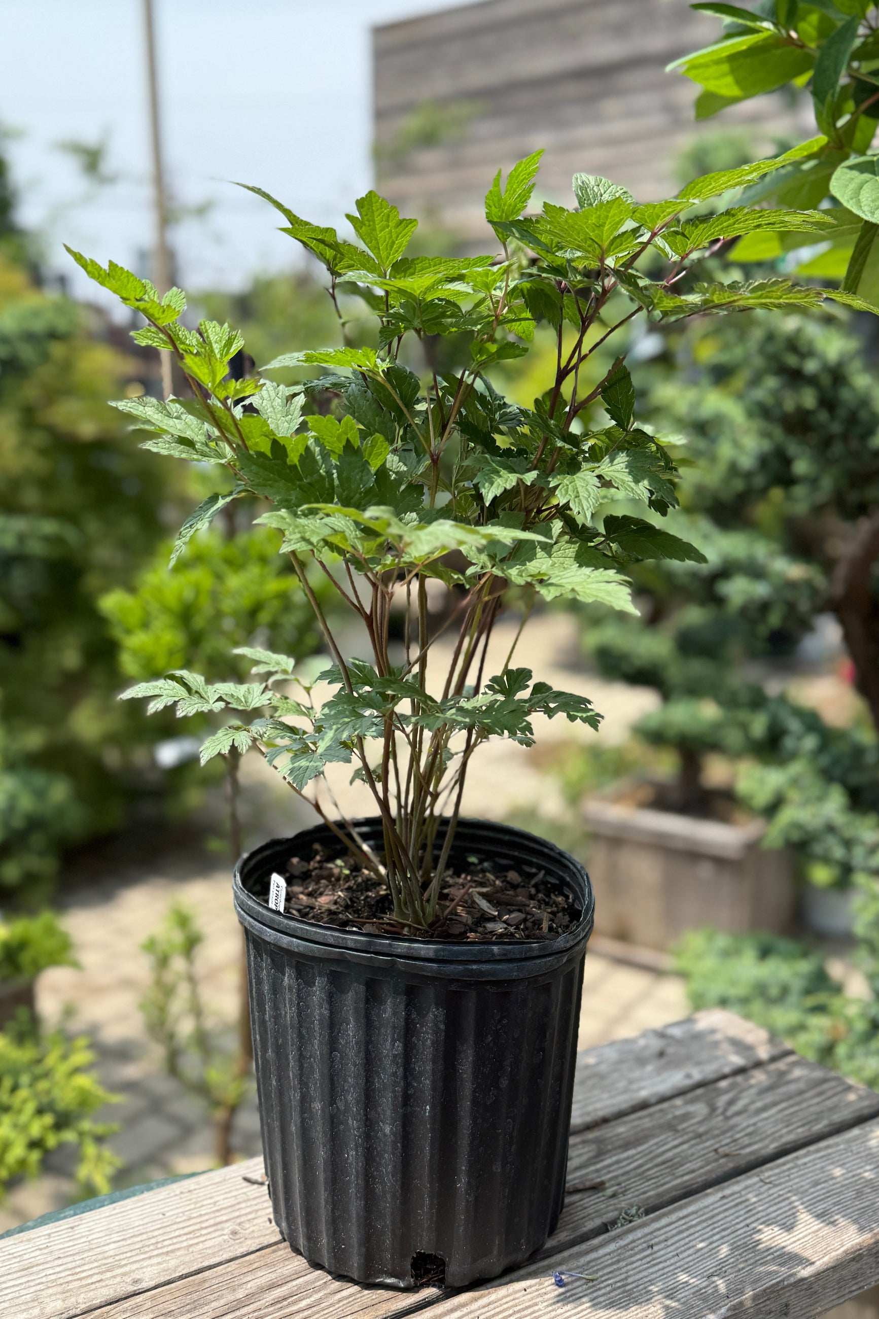Cimicifuga racemosa 'Atropurpurea' in a #2 growers pot the beginning of June ©Sprout Home