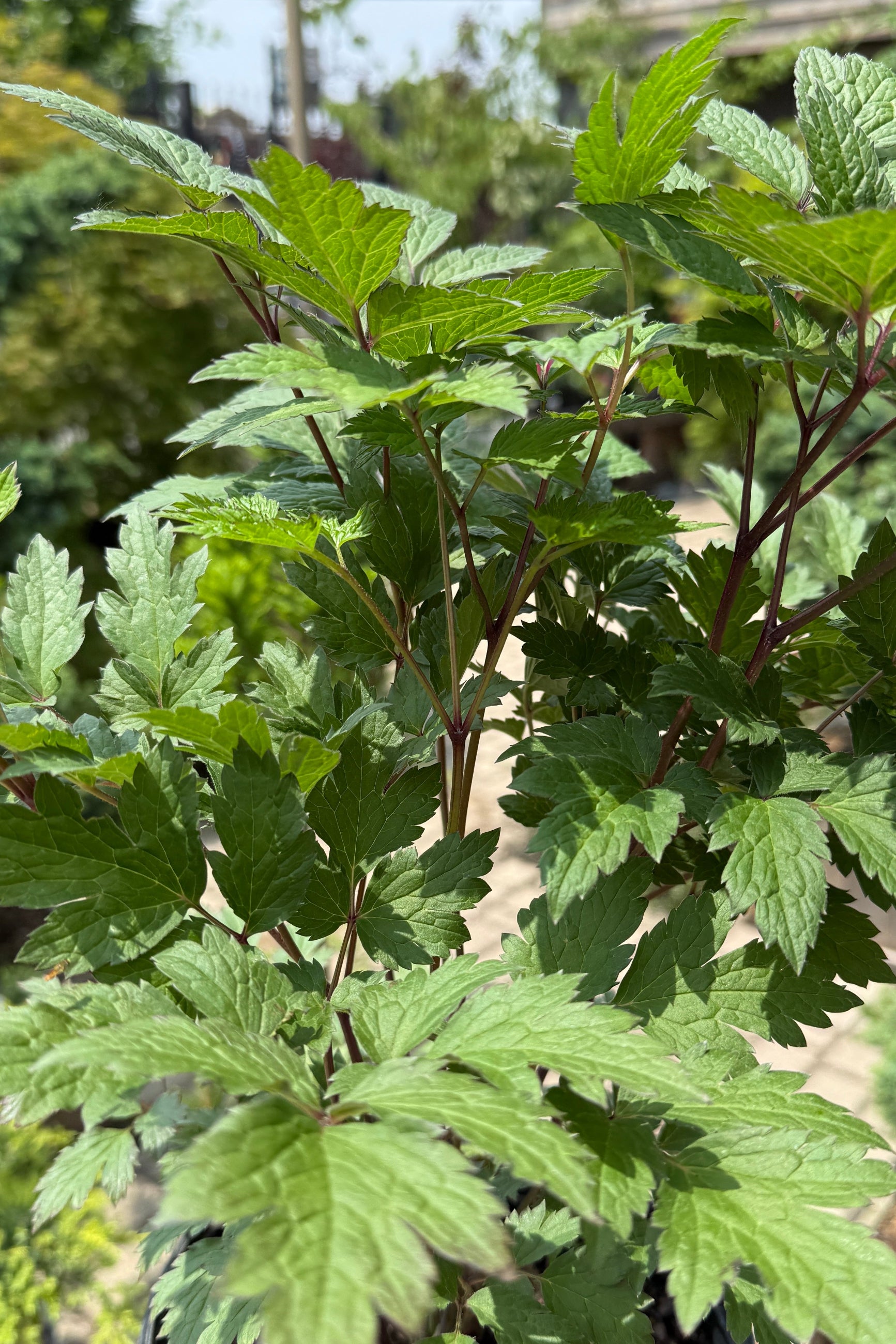 Cimicifuga racemosa 'Atropurpurea' detail of the leaves the beginning of June ©Sprout Home