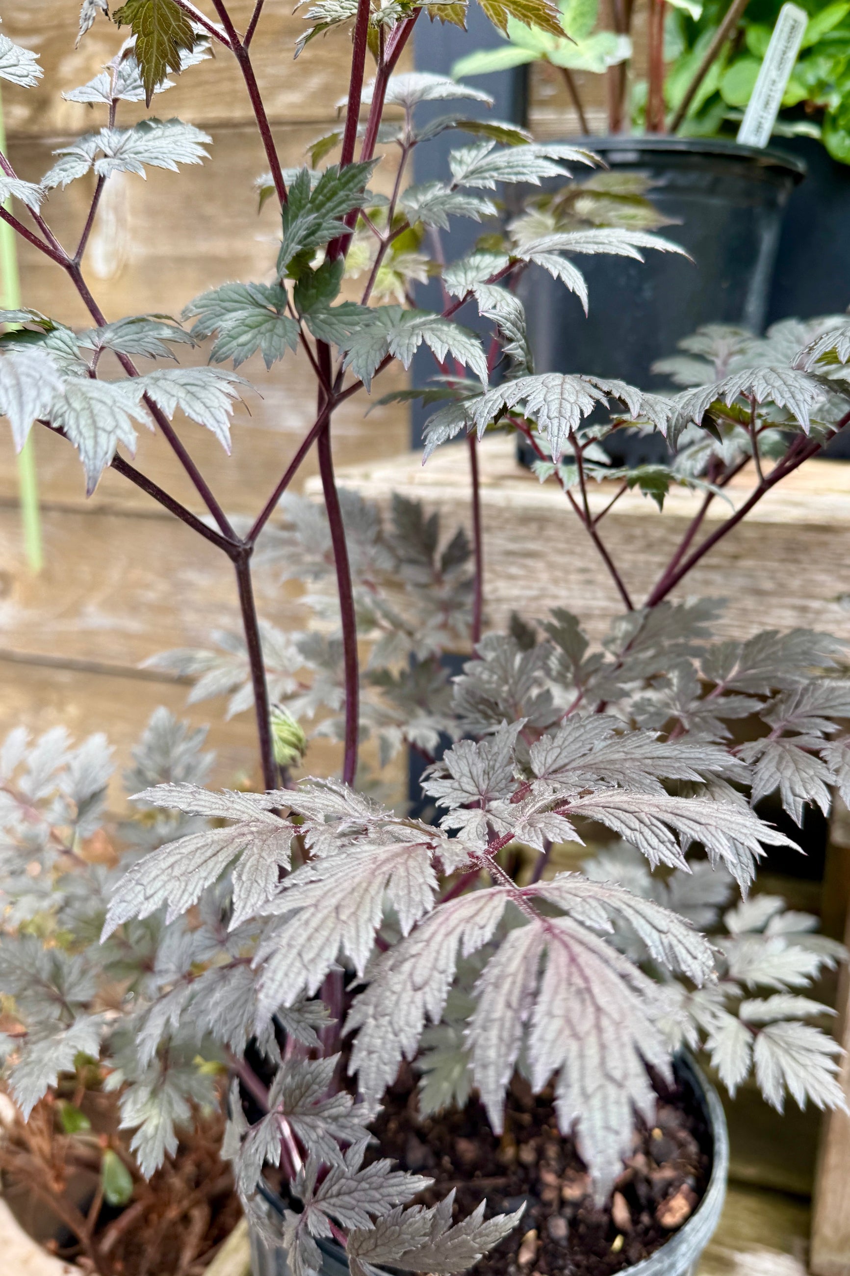 Cimicifuga racemosa 'Brunette' leaves up close the beginning of May against a wood fence ©Sprout Home