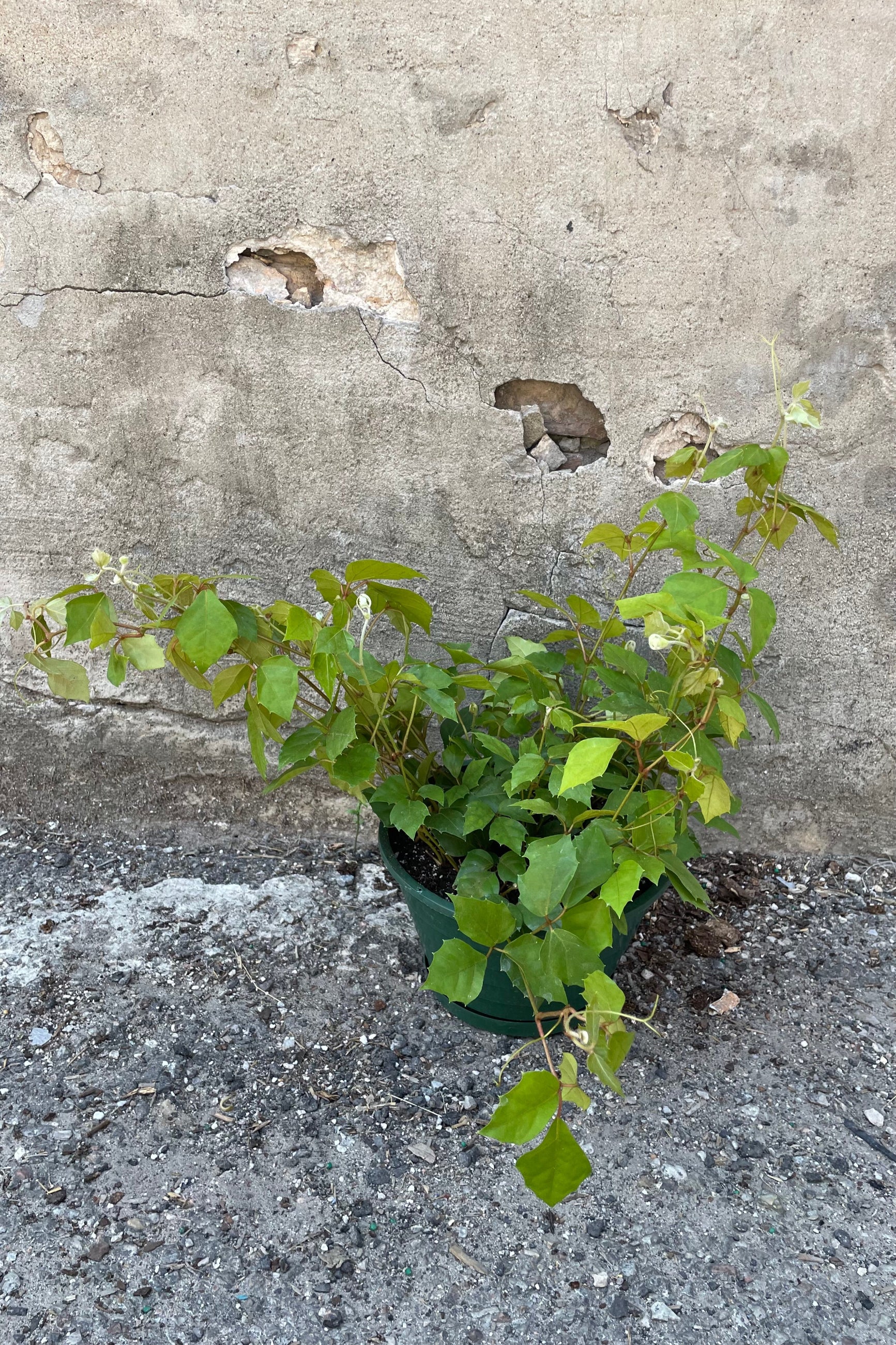 Cissus "Grape Ivy" in an 8" growers pot with long limbs in front of a concrete wall. ©Sprout Home