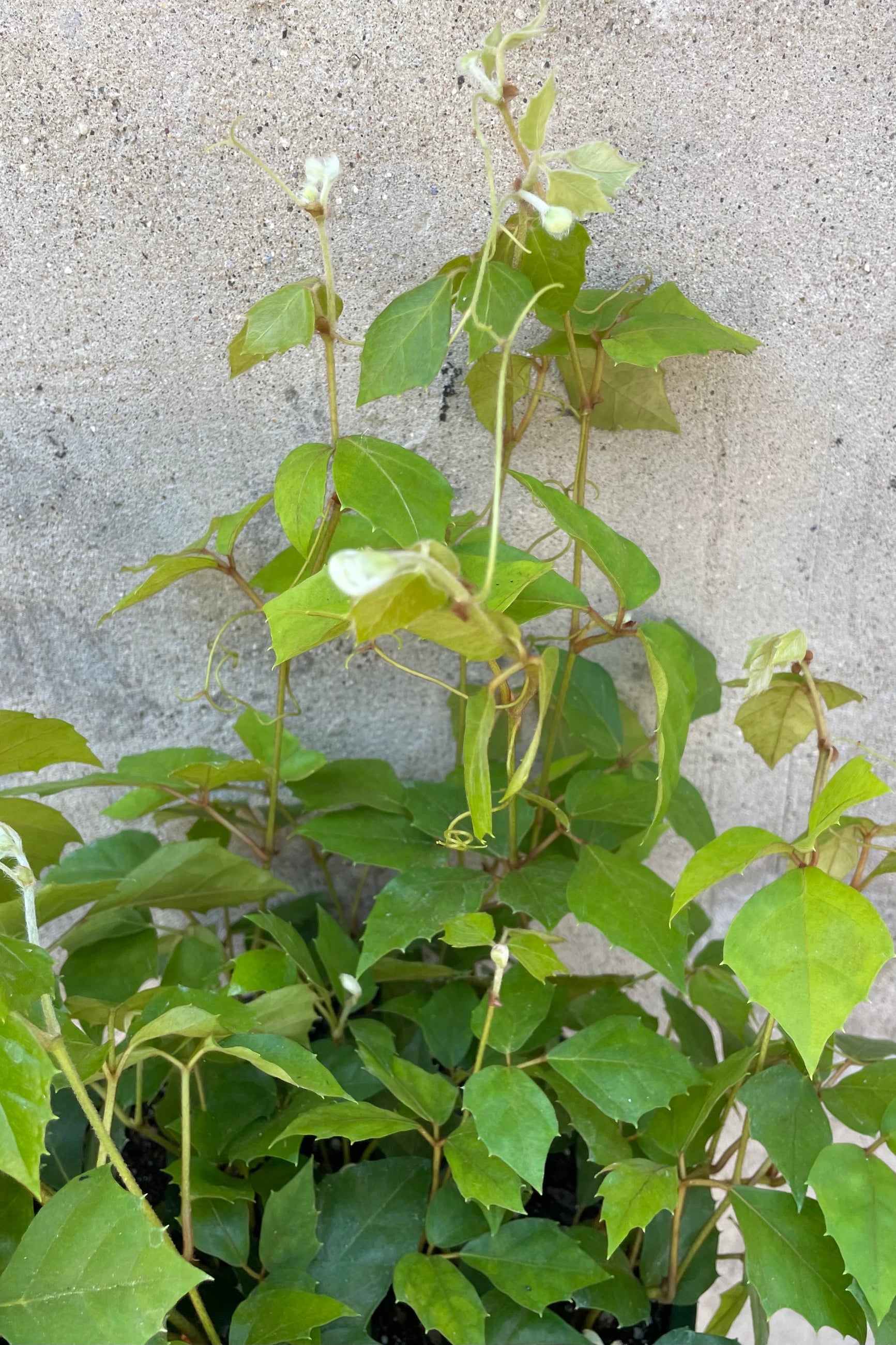 A close up picture of the wild looking leaves of the Cissus "Grape Ivy" in front of a concrete wall. ©Sprout Home