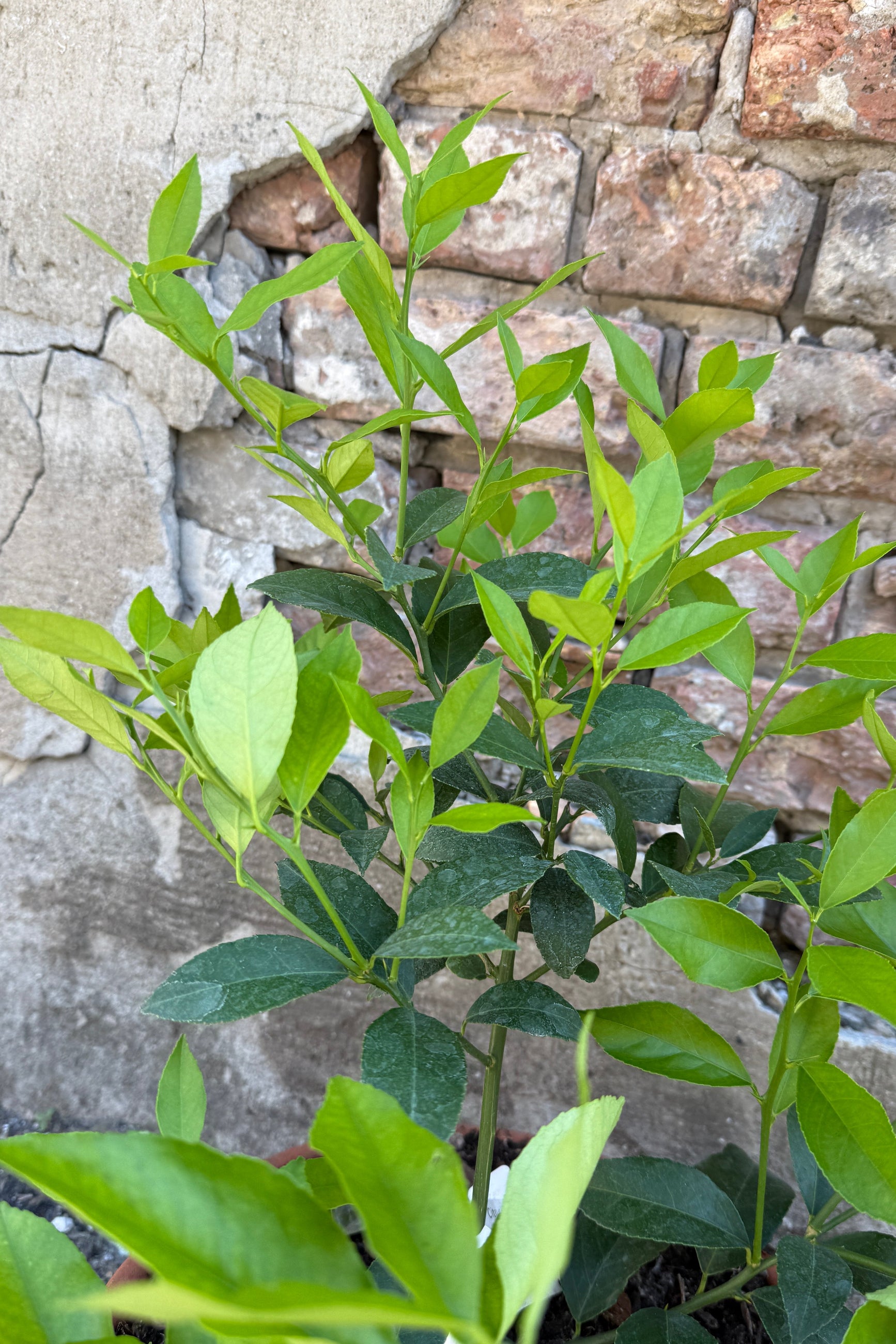 Citrus x meyeri leaves ©Sprout Home