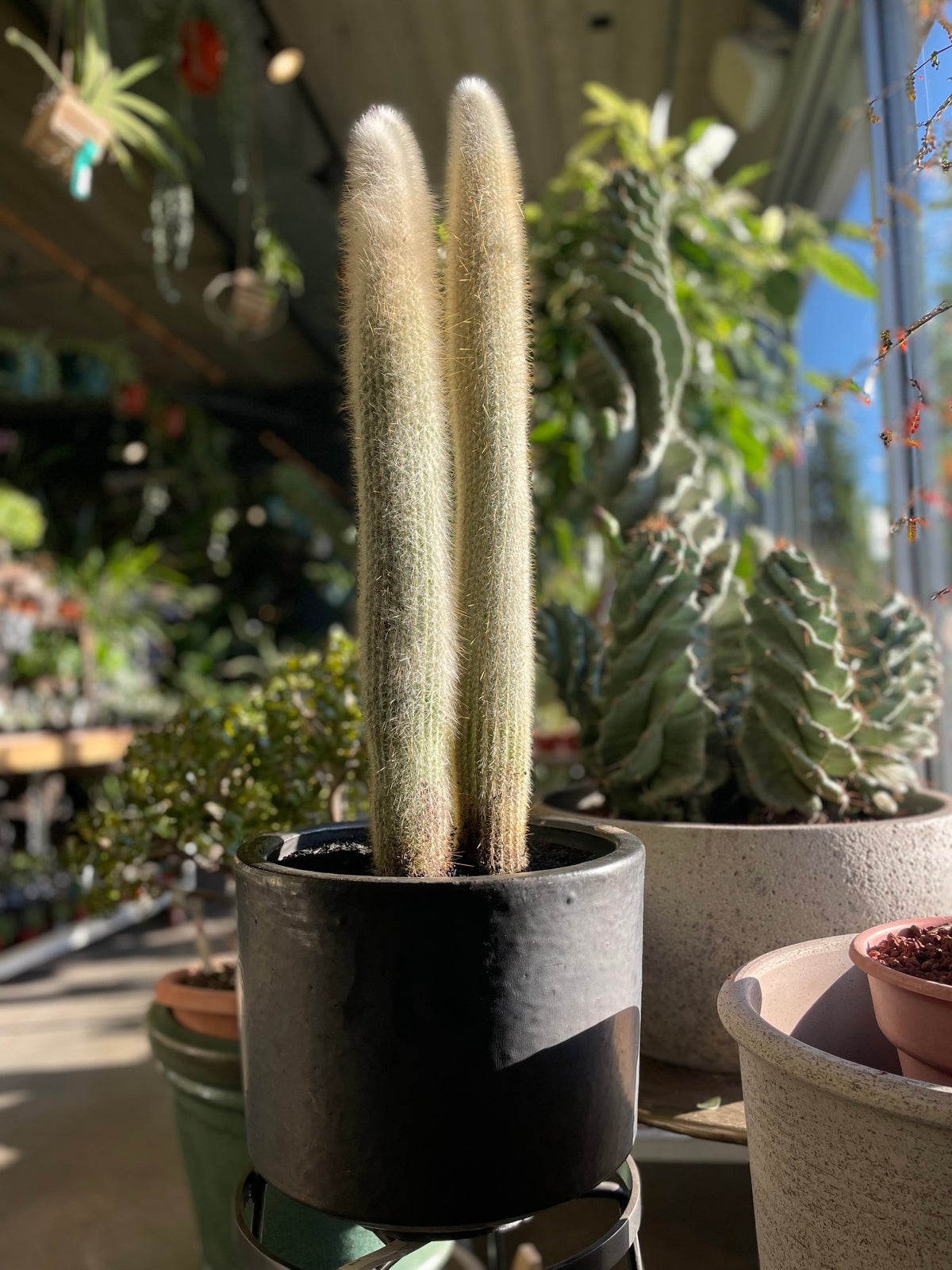 A silver torch Cleistocactus strausii in a black pot in a sunny garden store ©Sprout Home